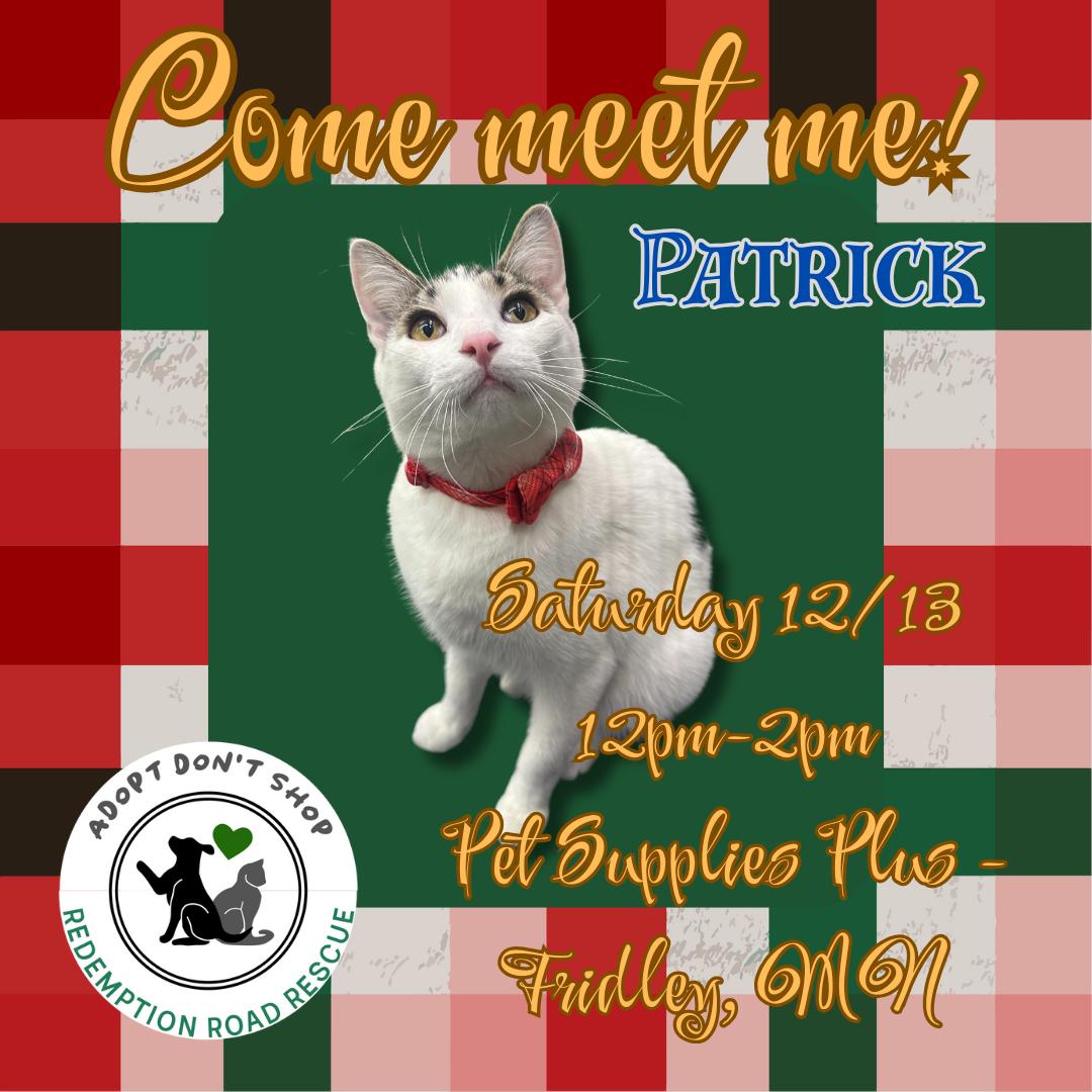 Enlarge Patrick *Meet me 12/13 @ PSP Fridley!*, a Adoptable Domestic Short Hair in Crystal, MN image 2/3