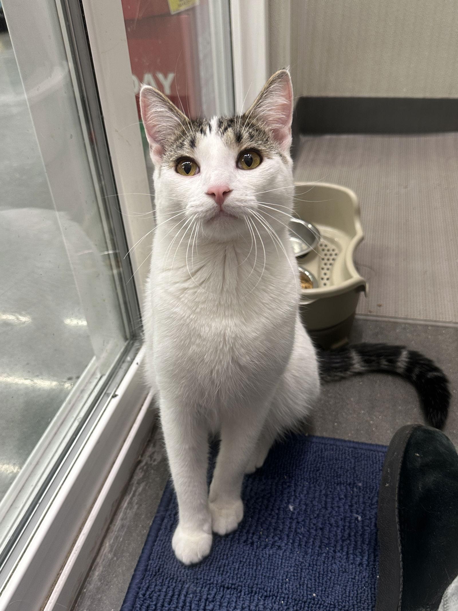 Enlarge Patrick *Meet me 12/13 @ PSP Fridley!*, a Adoptable Domestic Short Hair in Crystal, MN image 3/3