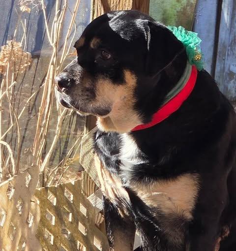 Lady Gabby thumbnail 5