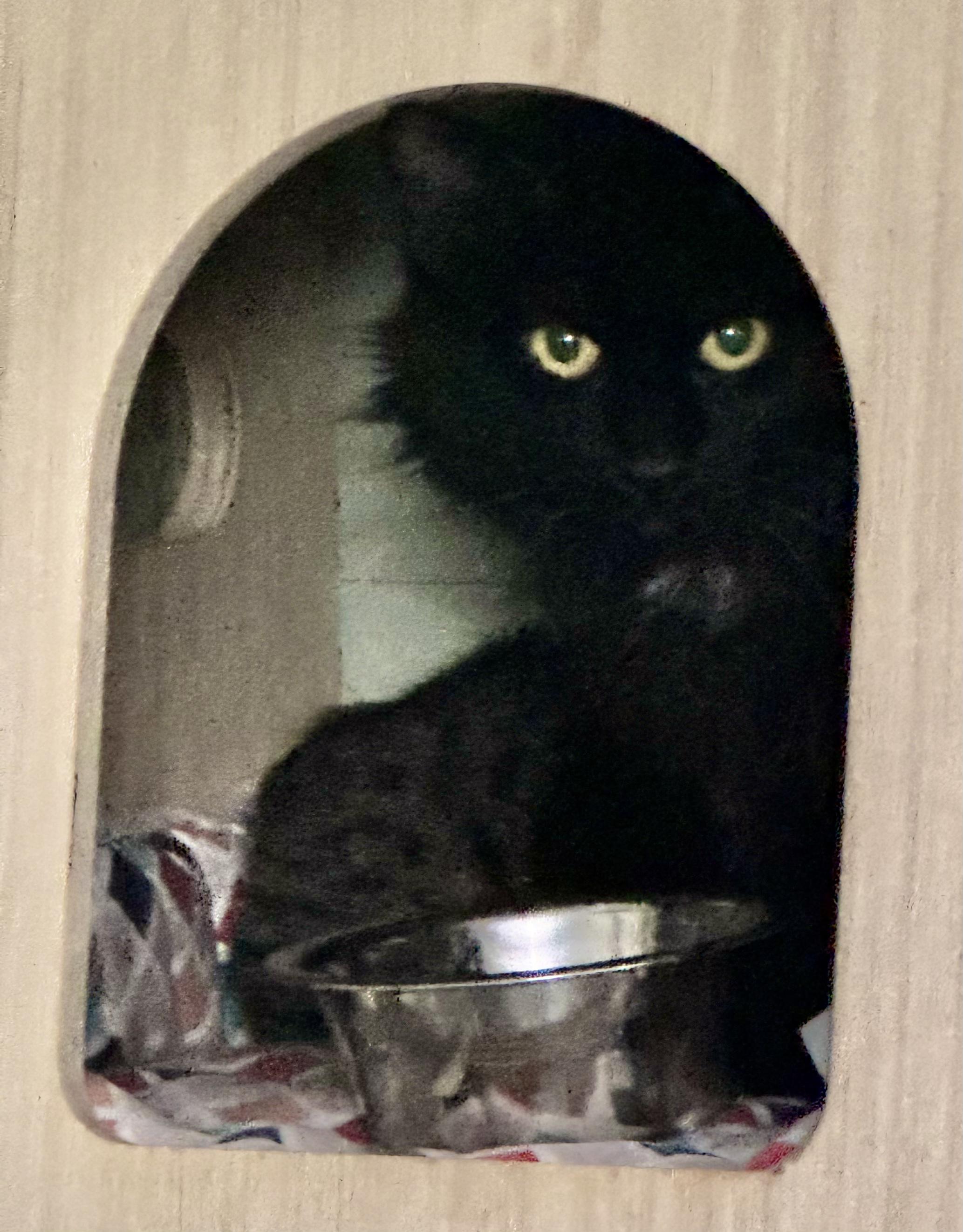 Hawaii, a Adoptable Domestic Long Hair in North East, MD image 3/3