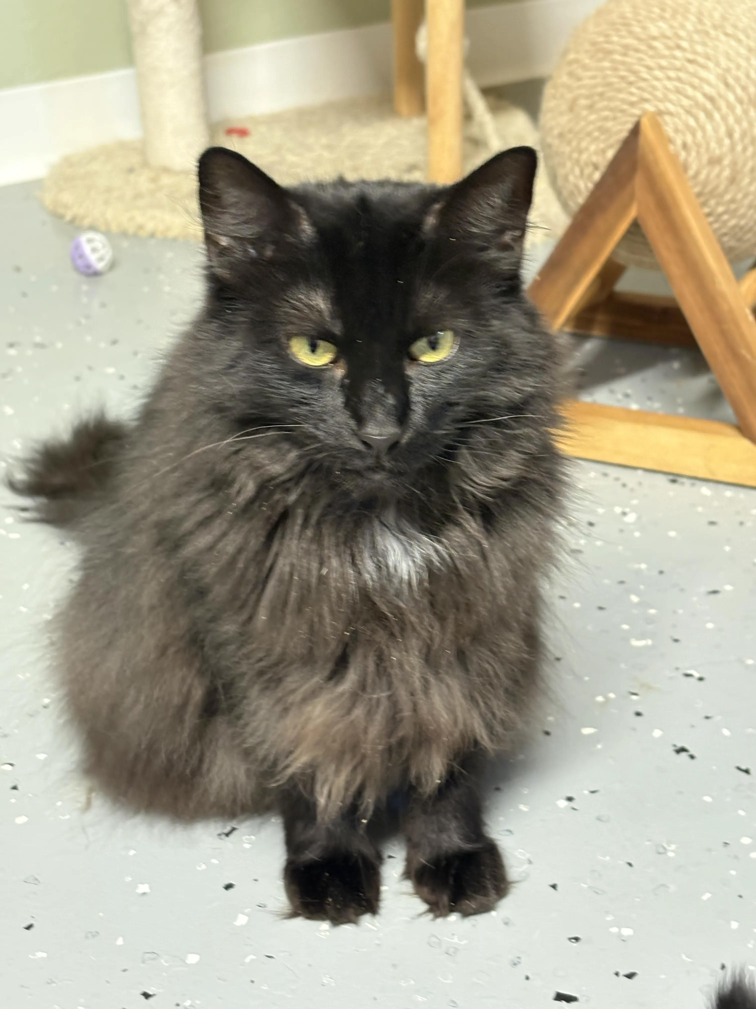 Hawaii, Adoptable, Young Female Domestic Long Hair.