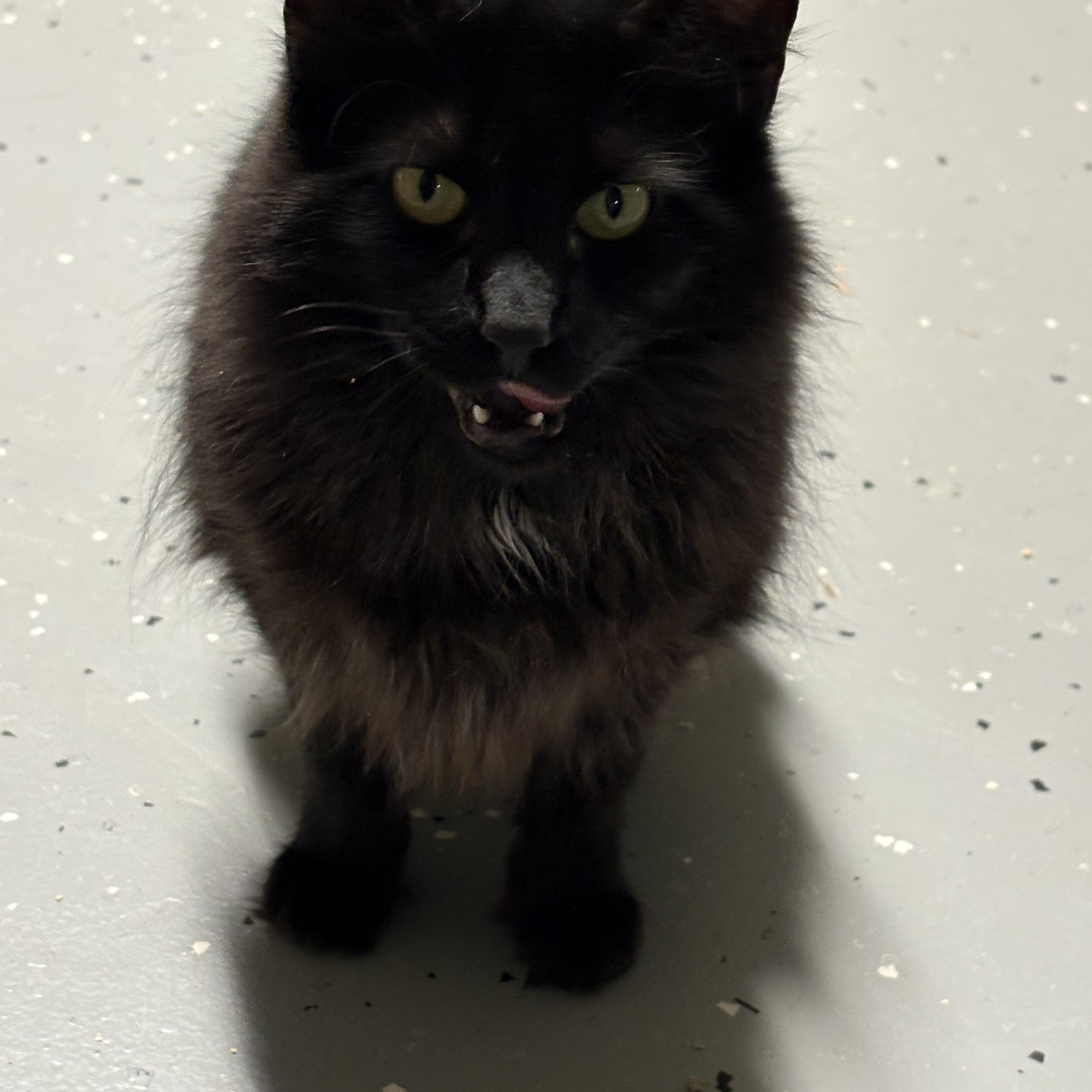 Hawaii, a Adoptable Domestic Long Hair in North East, MD image 2/3
