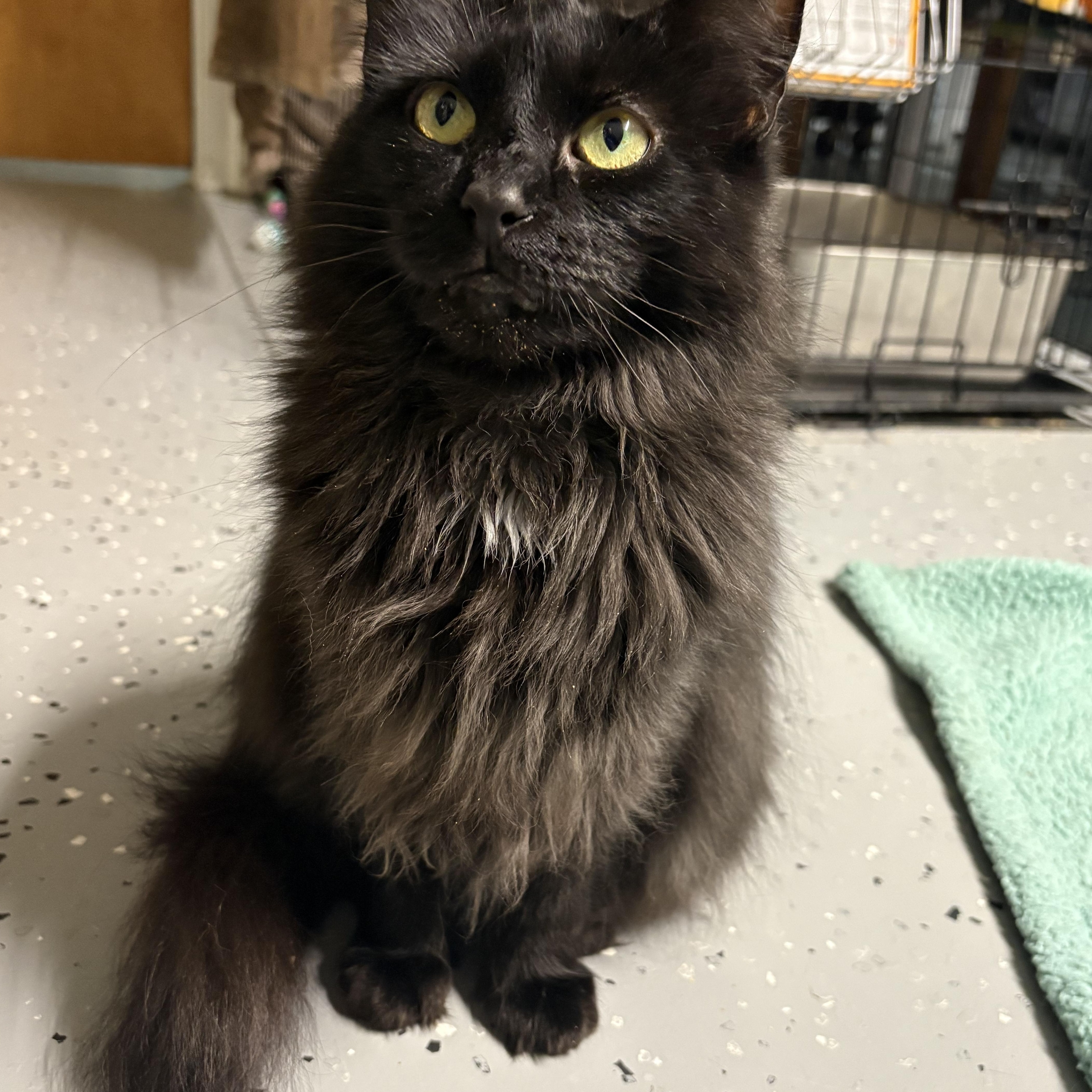 Hawaii, a Adoptable Domestic Long Hair in North East, MD image 1/3