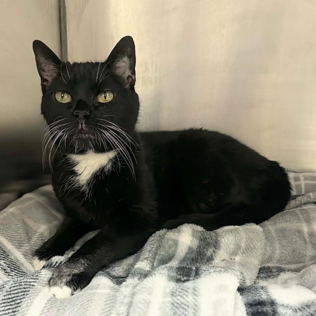 Ripley — thumbnail 1