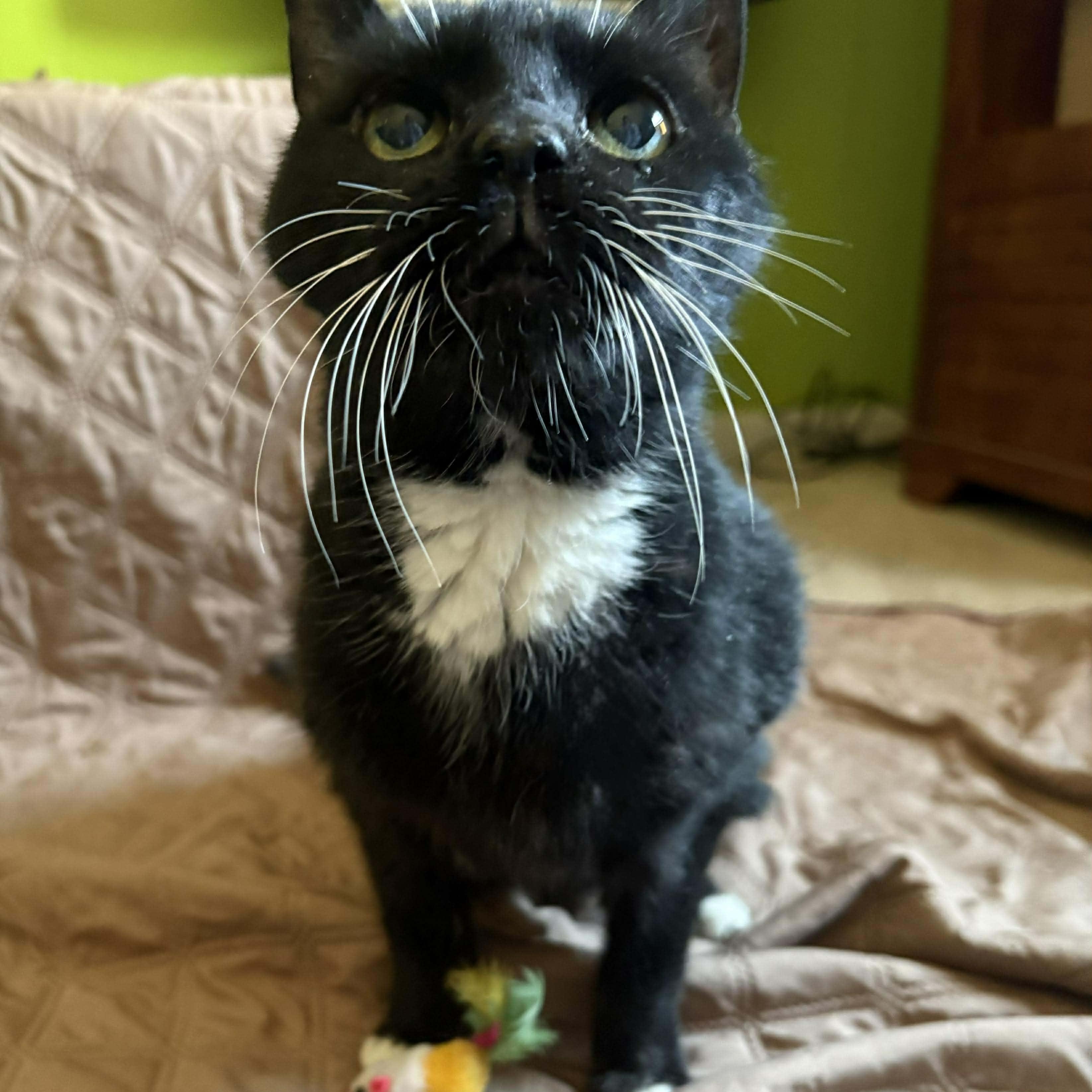 Ripley — thumbnail 2