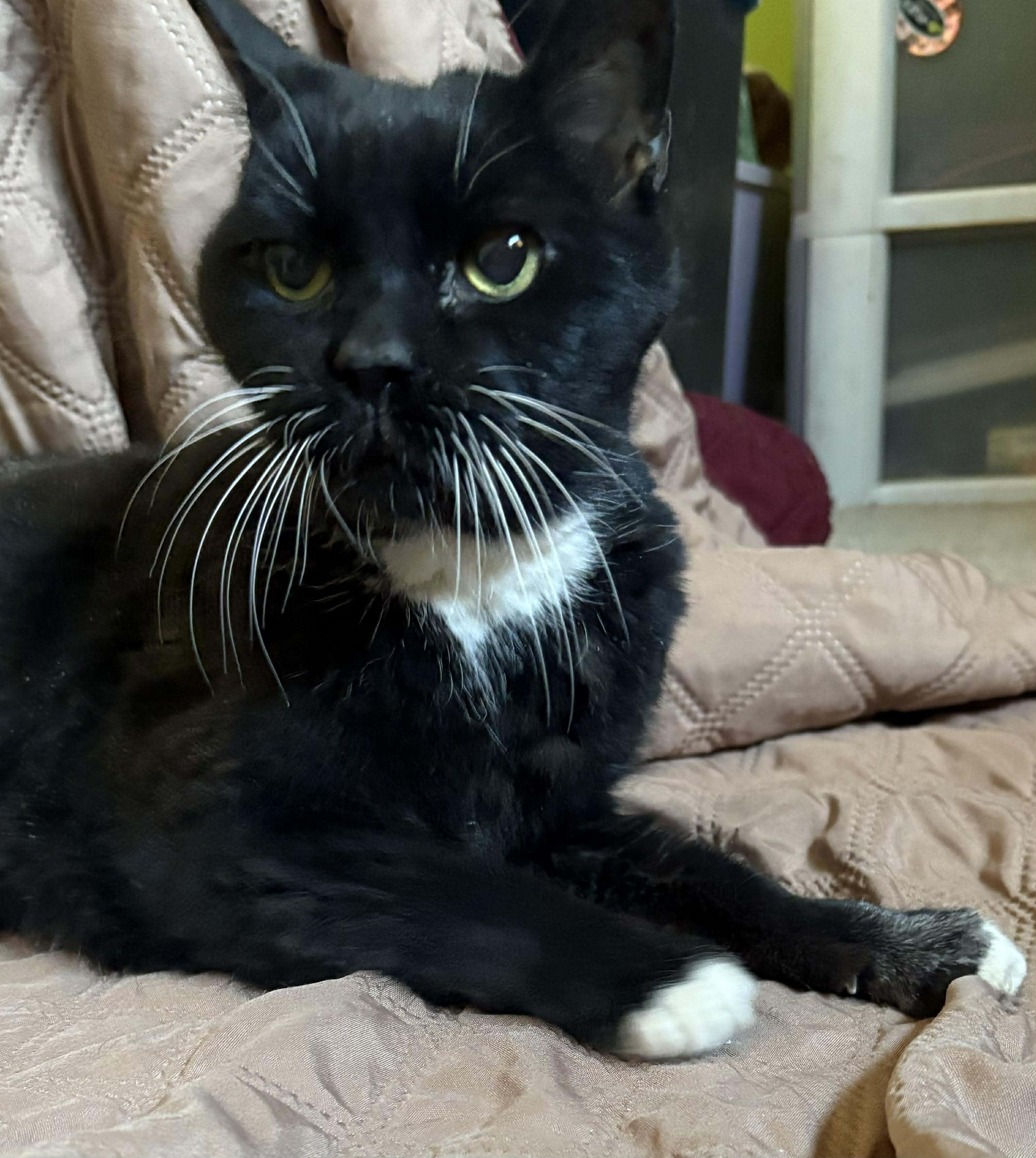 Ripley — thumbnail 4