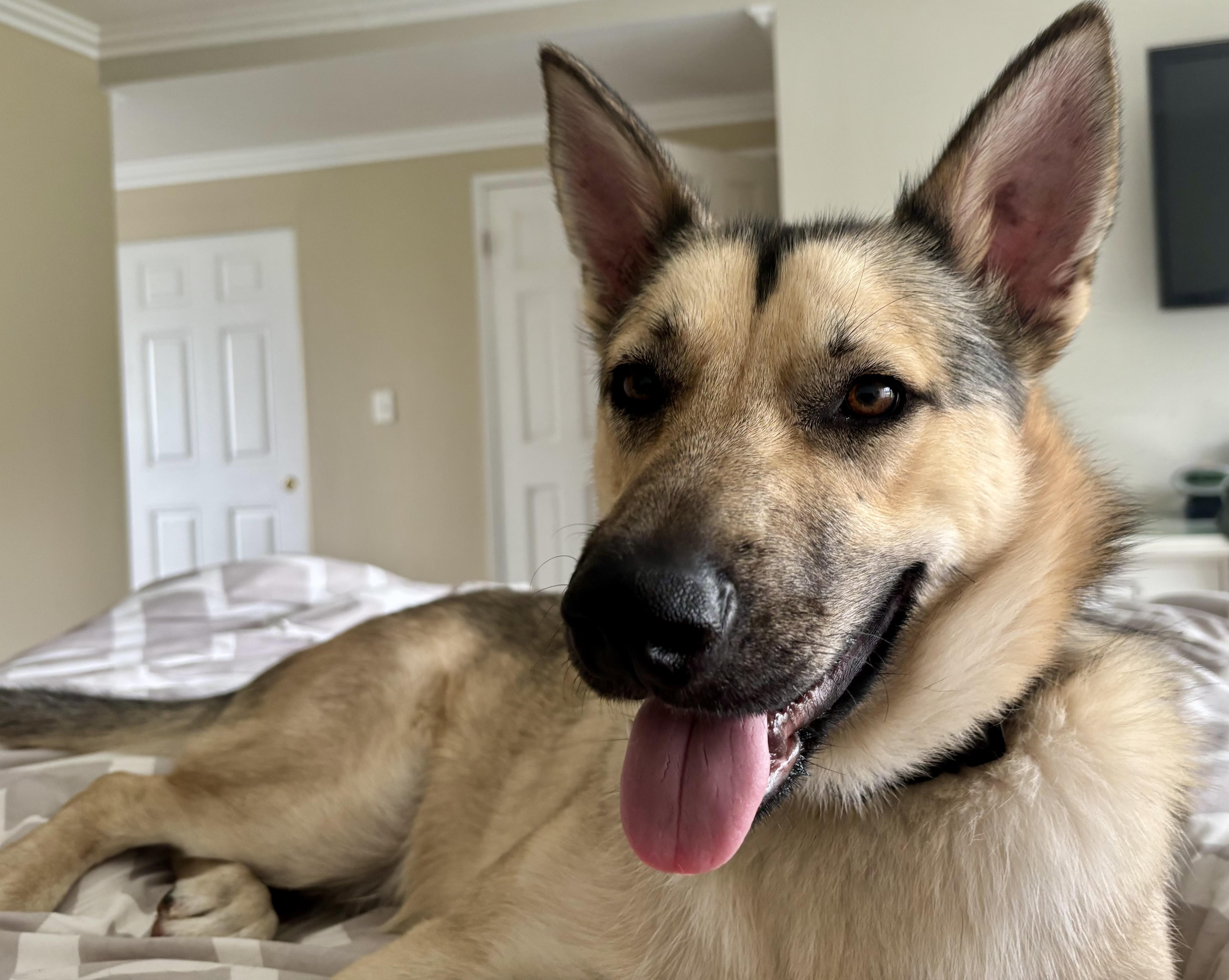 Buddy, an adopted mixed breed in Torrance, CA image 2/6