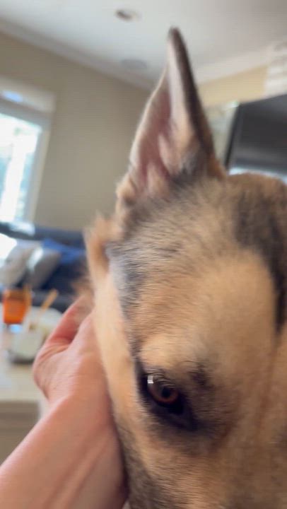 Enlarge Buddy, an adopted mixed breed in Torrance, CA video 4/6