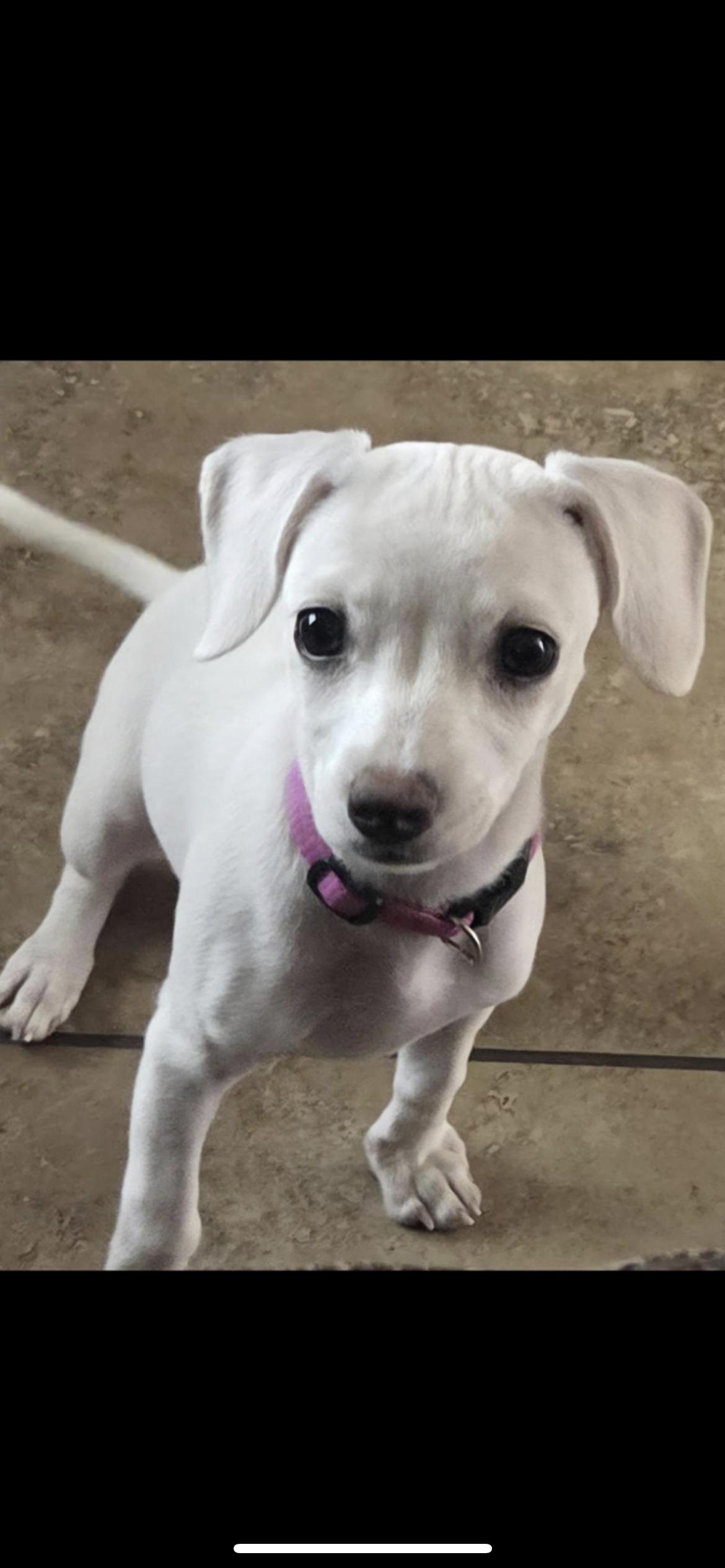 Pearl, Adopted, Puppy Female Chihuahua & Miniature Dachshund.