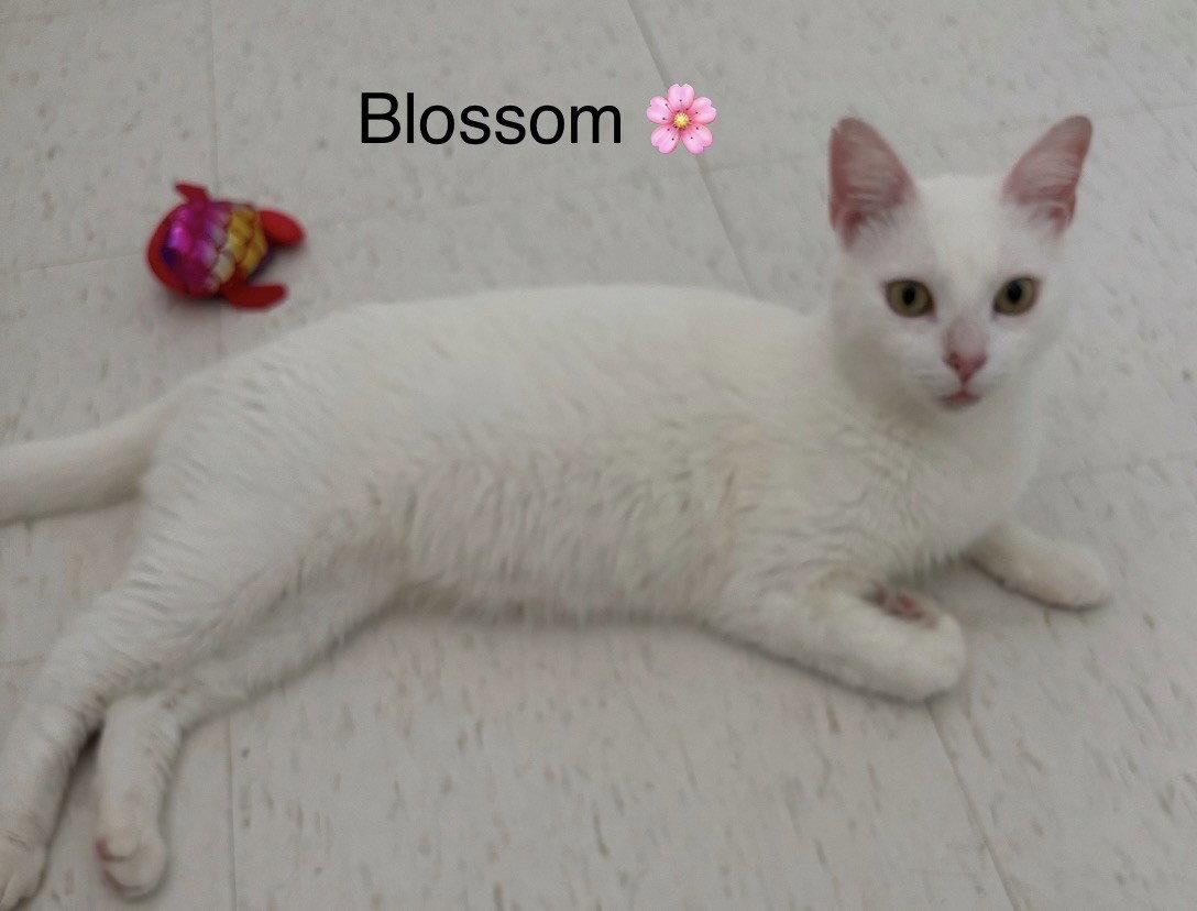 Enlarge Blossom, a Adoptable Domestic Short Hair in Oakland Park, FL image 1/3