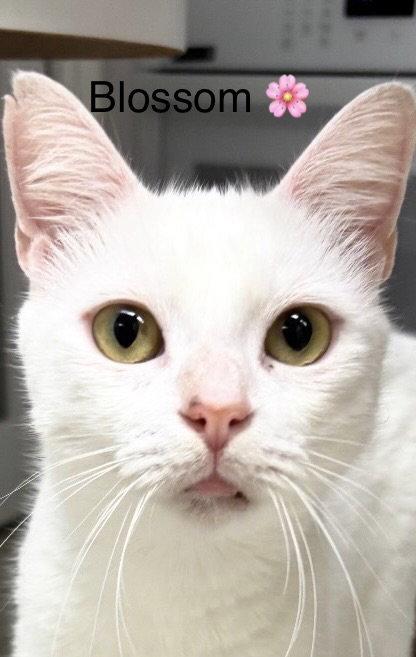 Enlarge Blossom, a Adoptable Domestic Short Hair in Oakland Park, FL image 2/3