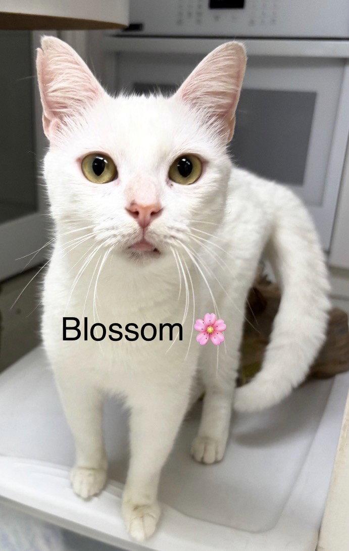 Enlarge Blossom, a Adoptable Domestic Short Hair in Oakland Park, FL image 3/3