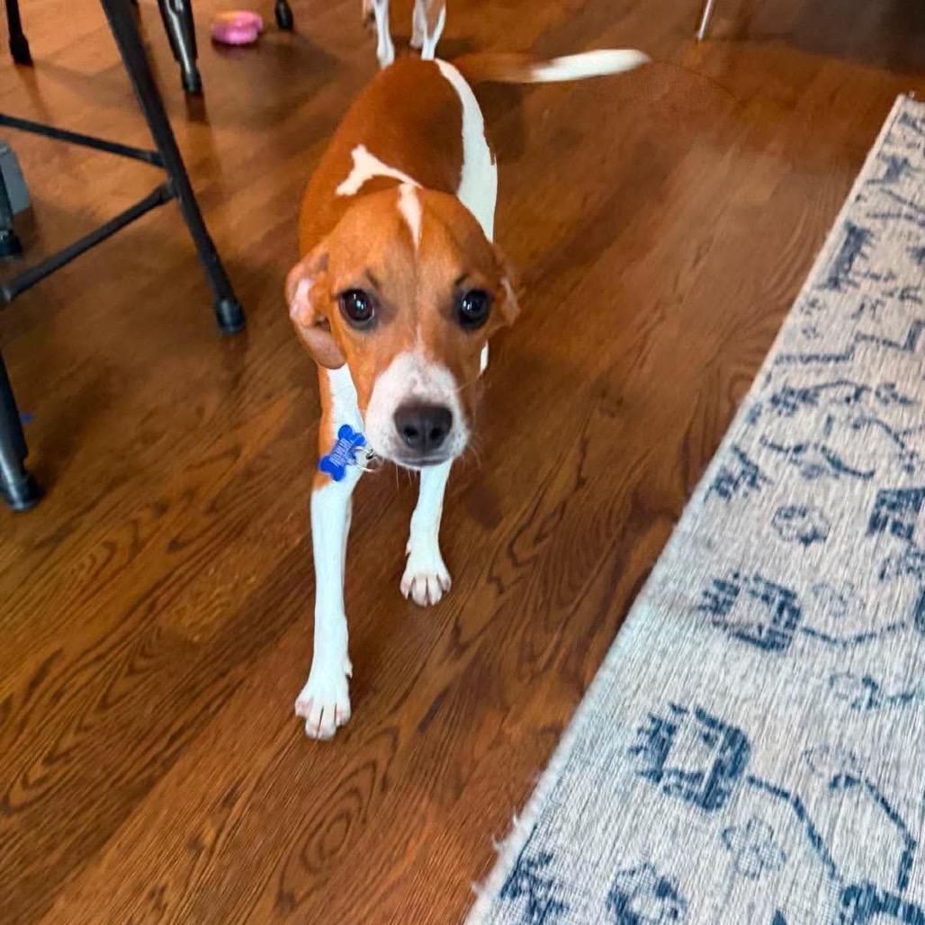 Boomer, Adoptable, Puppy Male Beagle & Mixed Breed.