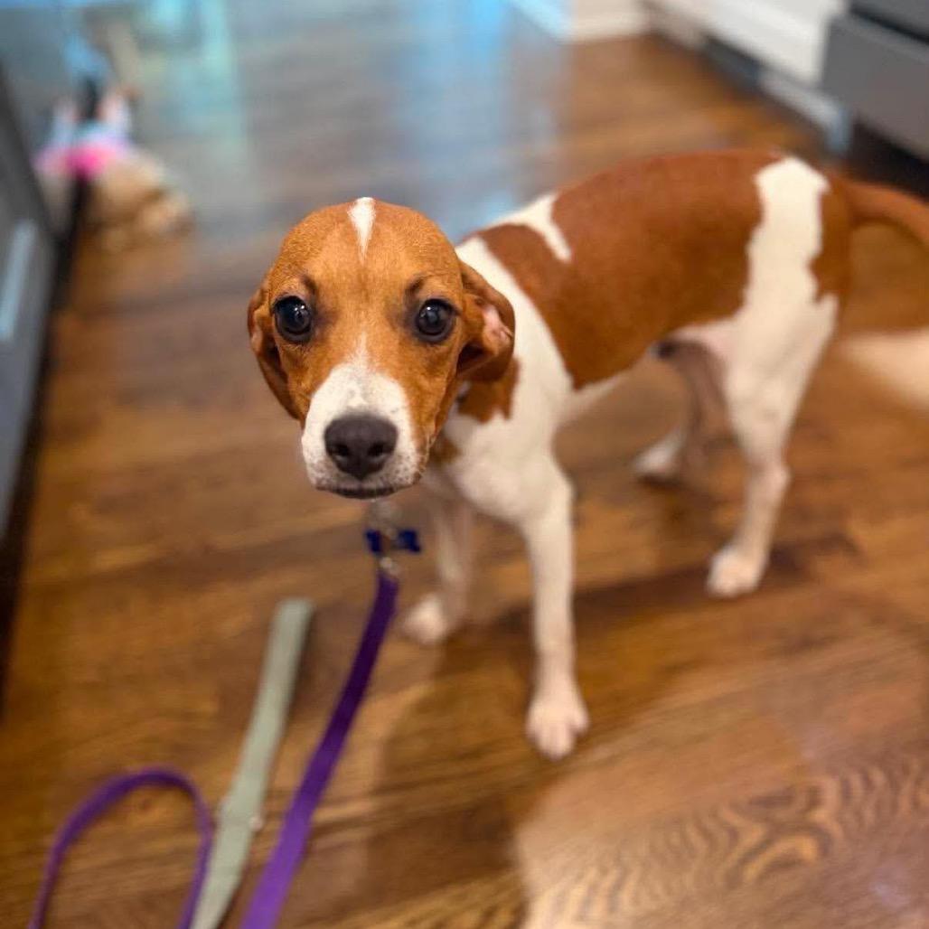 Enlarge Boomer, a Adoptable mixed breed in St. Charles, IL image 2/6