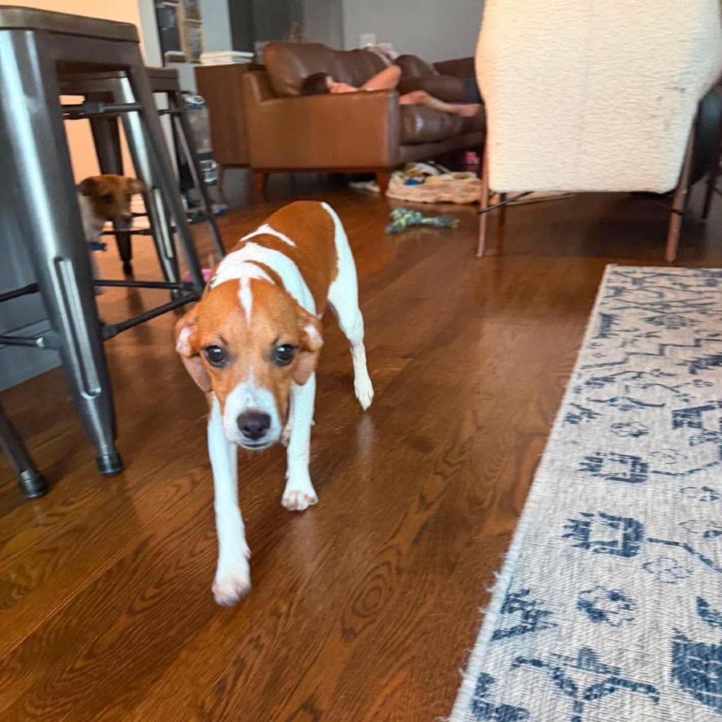 Enlarge Boomer, a Adoptable mixed breed in St. Charles, IL image 3/6
