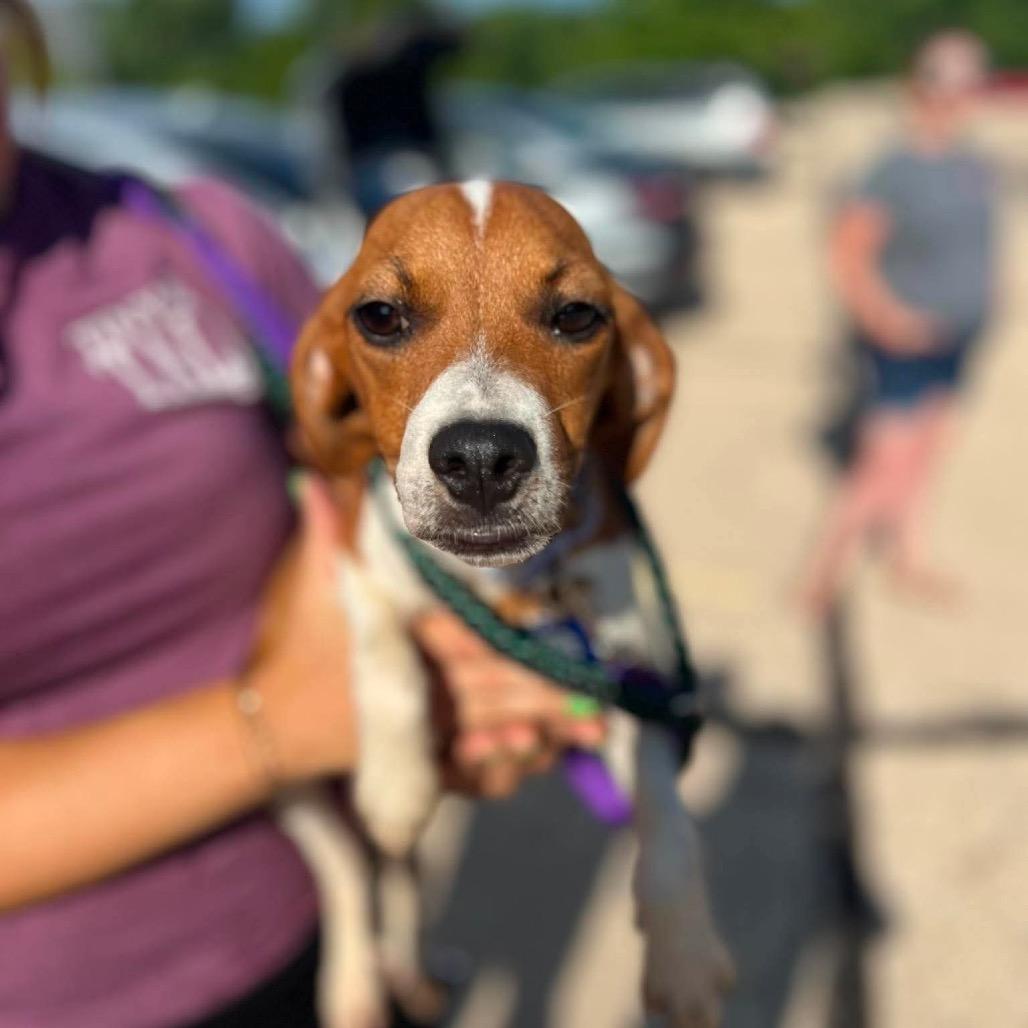 Enlarge Boomer, a Adoptable mixed breed in St. Charles, IL image 4/6