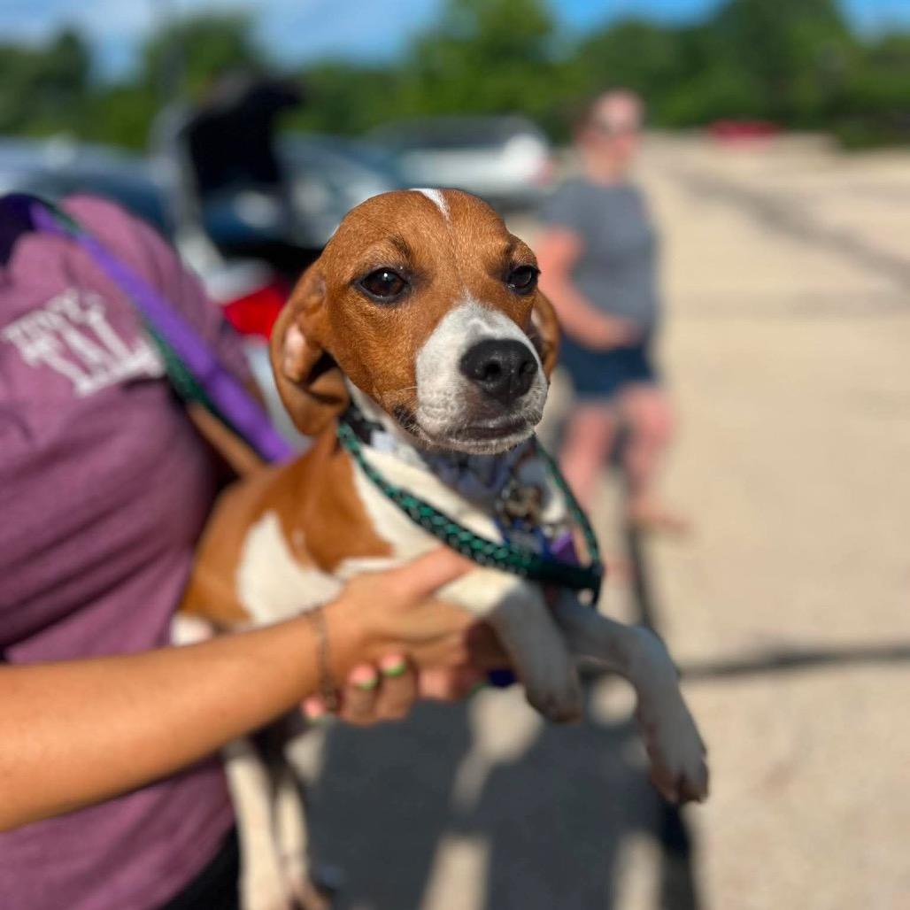 Enlarge Boomer, a Adoptable mixed breed in St. Charles, IL image 5/6