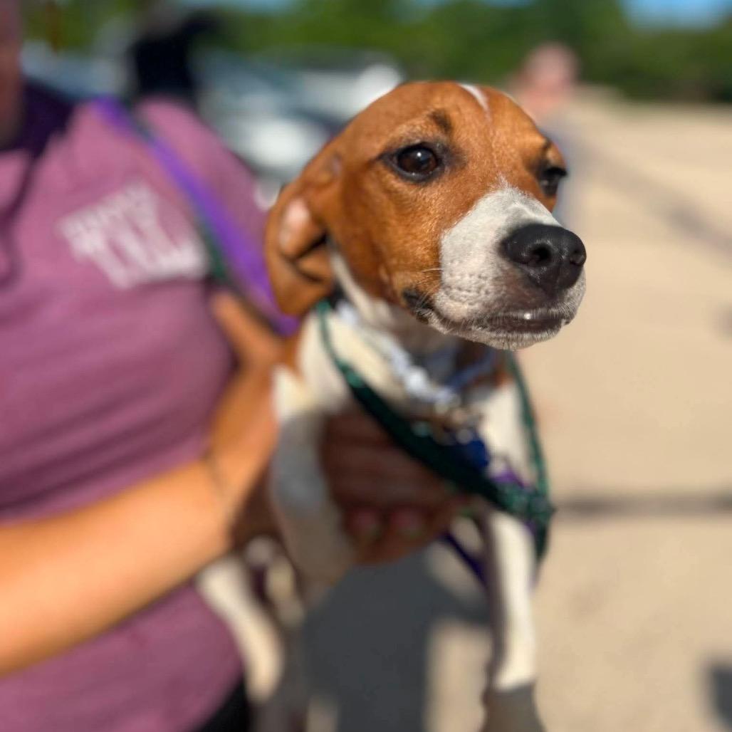 Enlarge Boomer, a Adoptable mixed breed in St. Charles, IL image 6/6