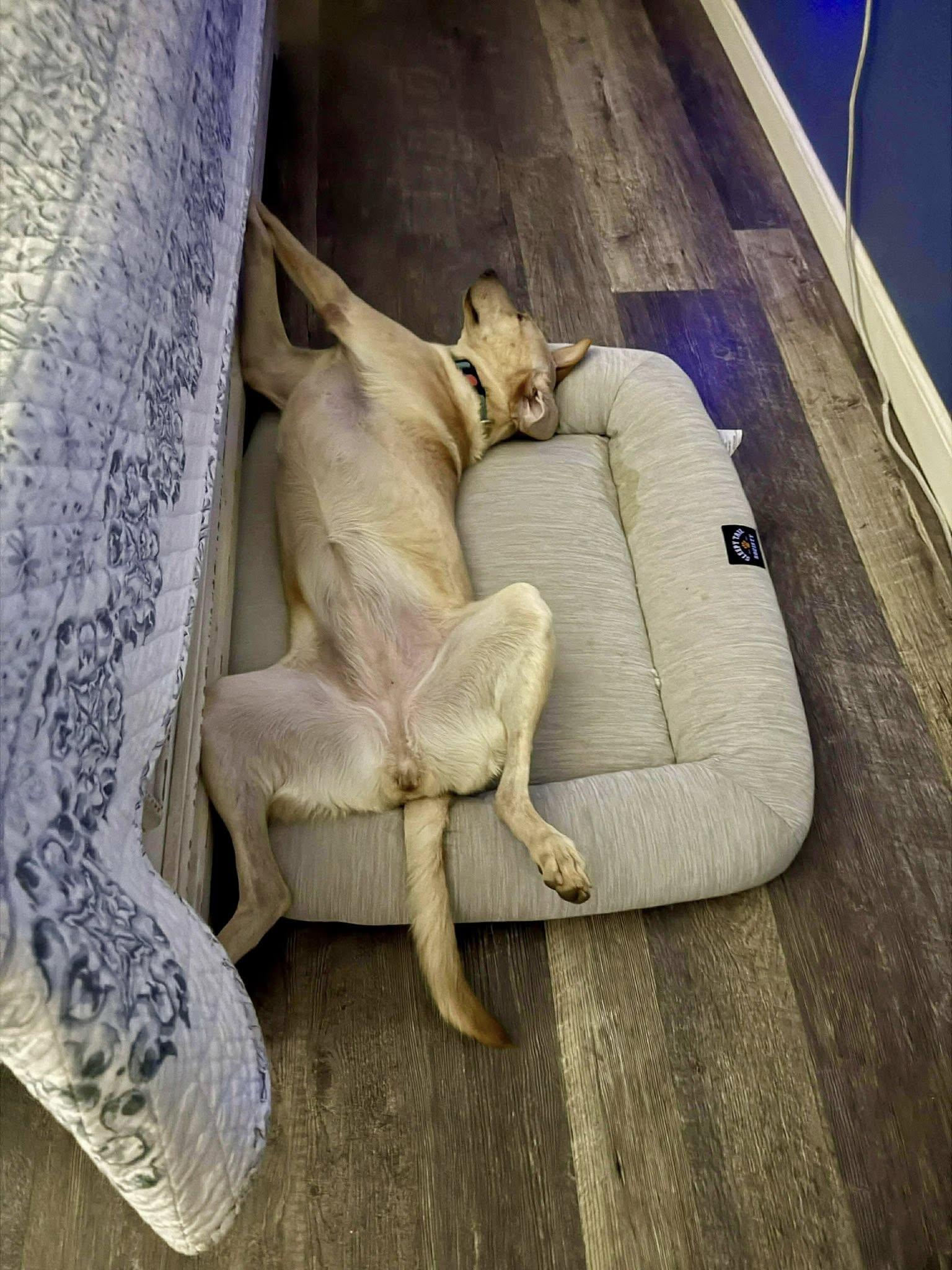 Enlarge Betty Bop, a Adoptable mixed breed in Nanuet, NY image 3/6