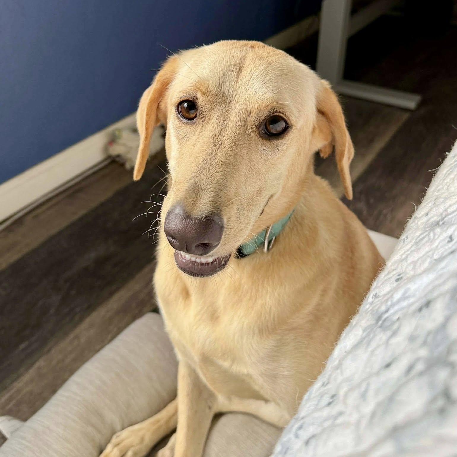 Enlarge Betty Bop, a Adoptable mixed breed in Nanuet, NY image 1/6