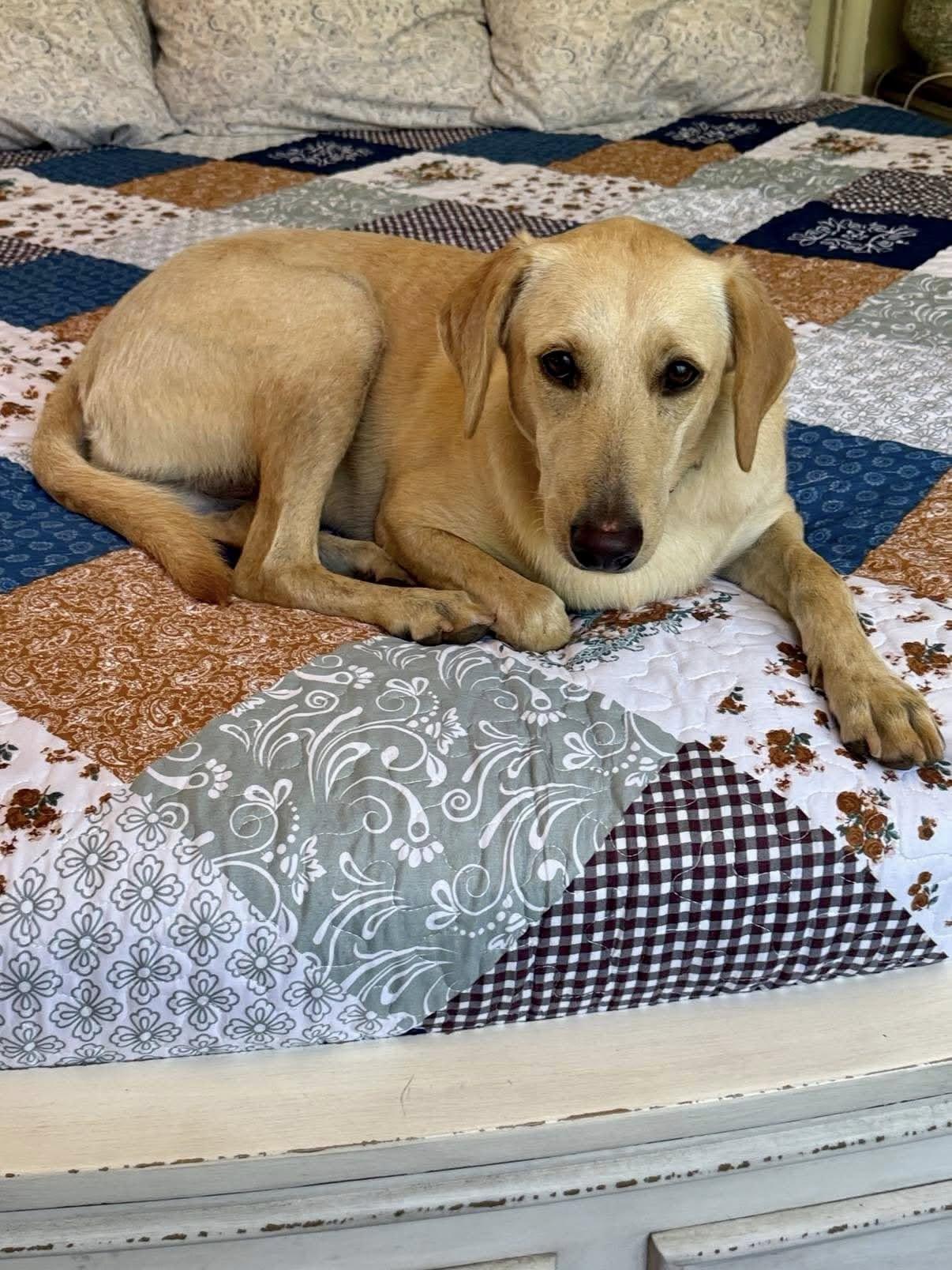 Enlarge Betty Bop, a Adoptable mixed breed in Nanuet, NY image 4/6