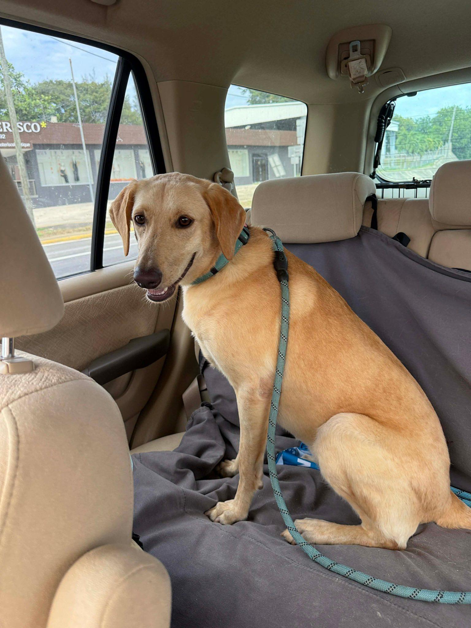 Enlarge Betty Bop, a Adoptable mixed breed in Nanuet, NY image 5/6