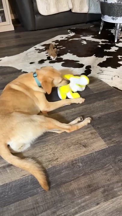 Enlarge Betty Bop, a Adoptable mixed breed in Nanuet, NY video 6/6