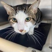 Enlarge Tiberius, a Adoptable Domestic Short Hair in Newark, DE image 1/6