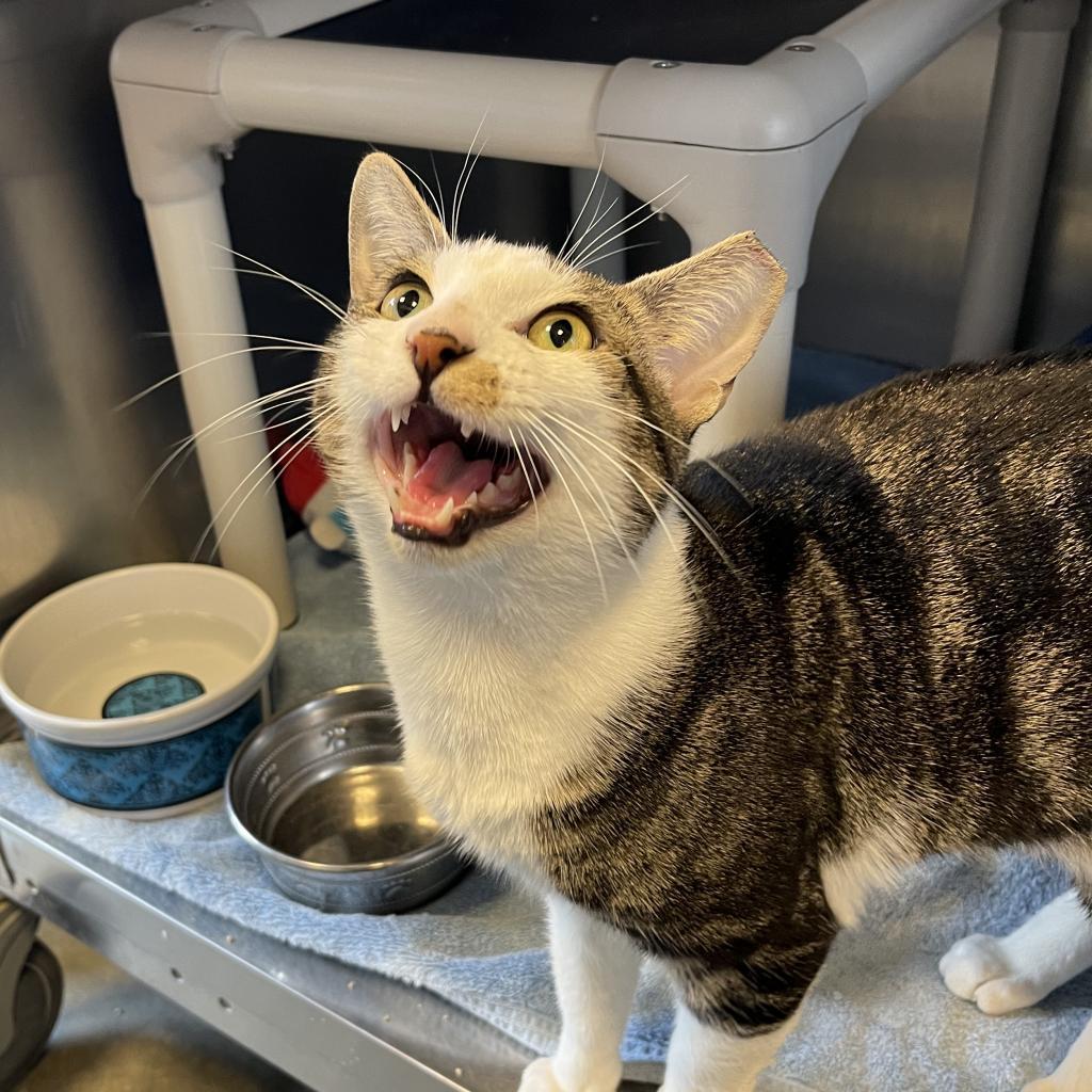 Enlarge Tiberius, a Adoptable Domestic Short Hair in Newark, DE image 2/6