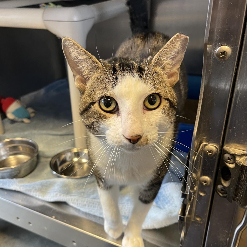 Enlarge Tiberius, a Adoptable Domestic Short Hair in Newark, DE image 3/6