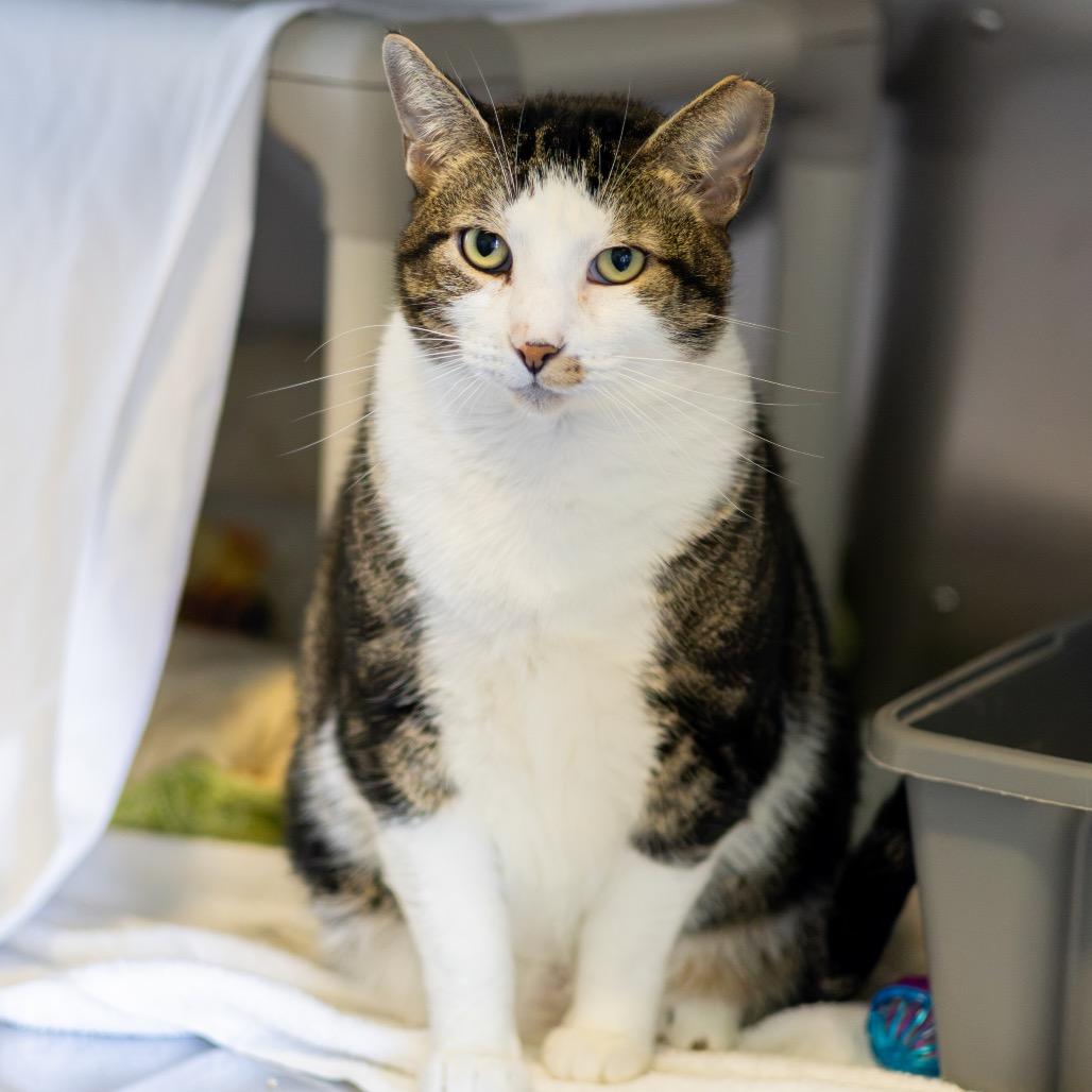 Enlarge Tiberius, a Adoptable Domestic Short Hair in Newark, DE image 4/6