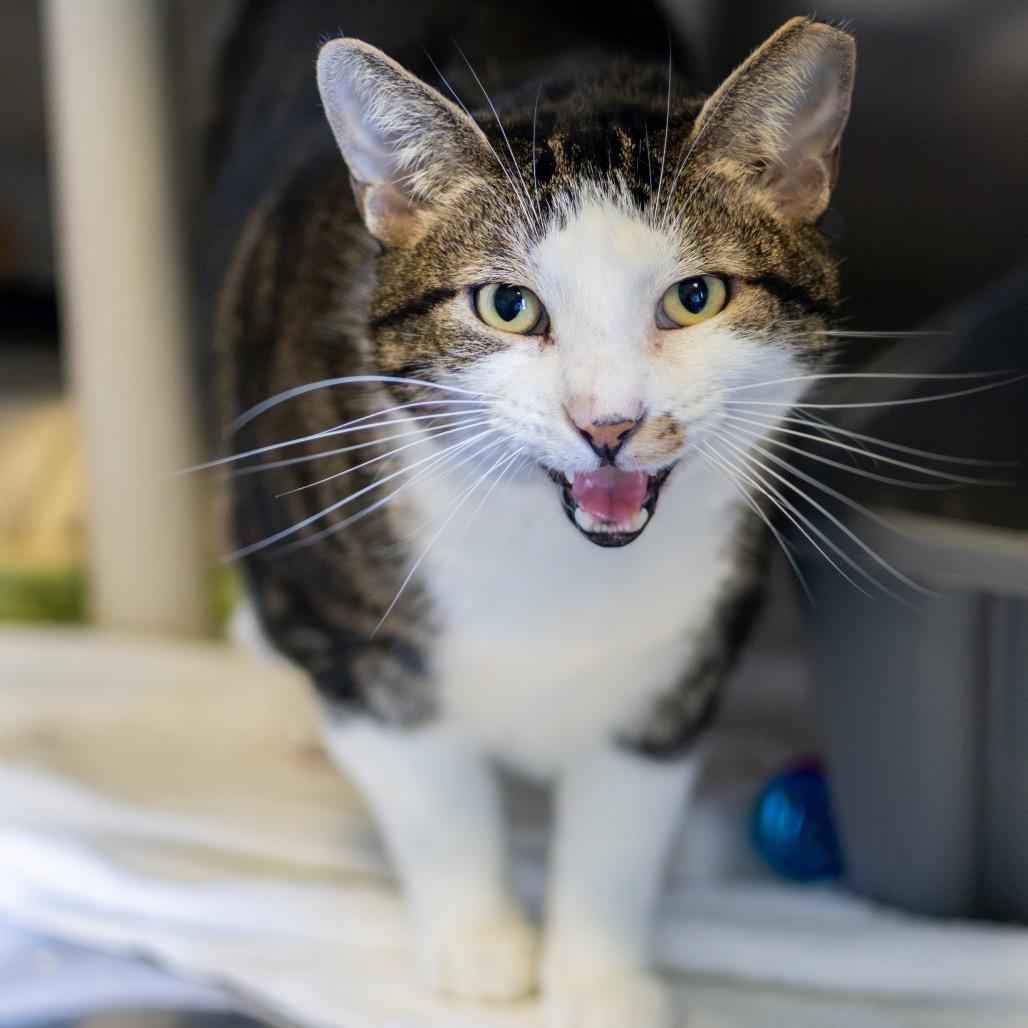 Enlarge Tiberius, a Adoptable Domestic Short Hair in Newark, DE image 5/6
