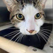 Enlarge Tiberius, a Adoptable Domestic Short Hair in Newark, DE image 6/6
