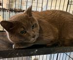 Rascal, ADOPTABLE, Senior Male Domestic Short Hair.