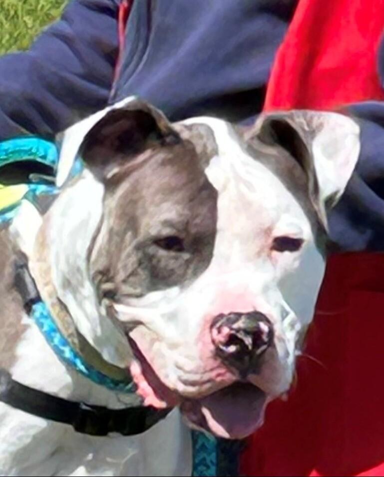 Enlarge Bruno, a Adoptable Mixed Breed in Rochester, NY image 1/6