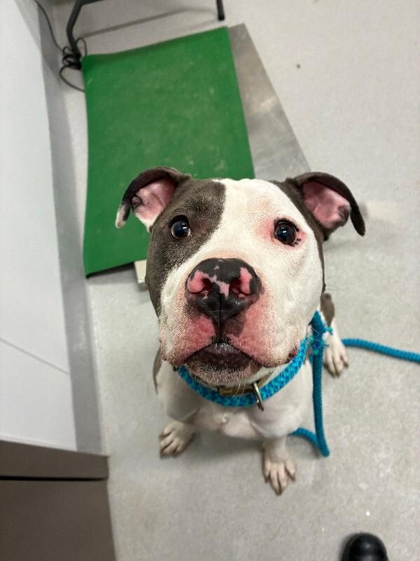 Enlarge Bruno, a Adoptable Mixed Breed in Rochester, NY image 2/6