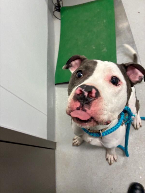 Enlarge Bruno, a Adoptable Mixed Breed in Rochester, NY image 3/6