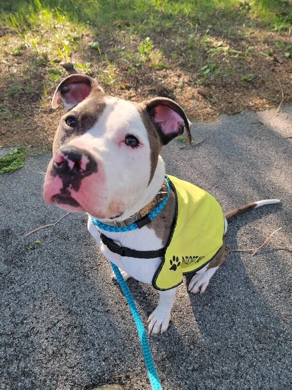 Enlarge Bruno, a Adoptable Mixed Breed in Rochester, NY image 4/6