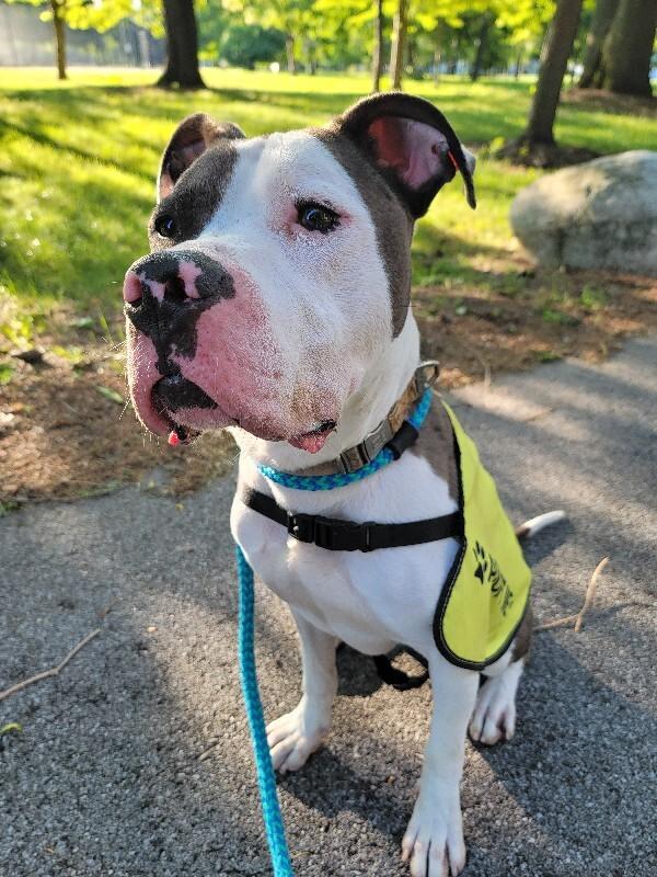Enlarge Bruno, a Adoptable Mixed Breed in Rochester, NY image 5/6