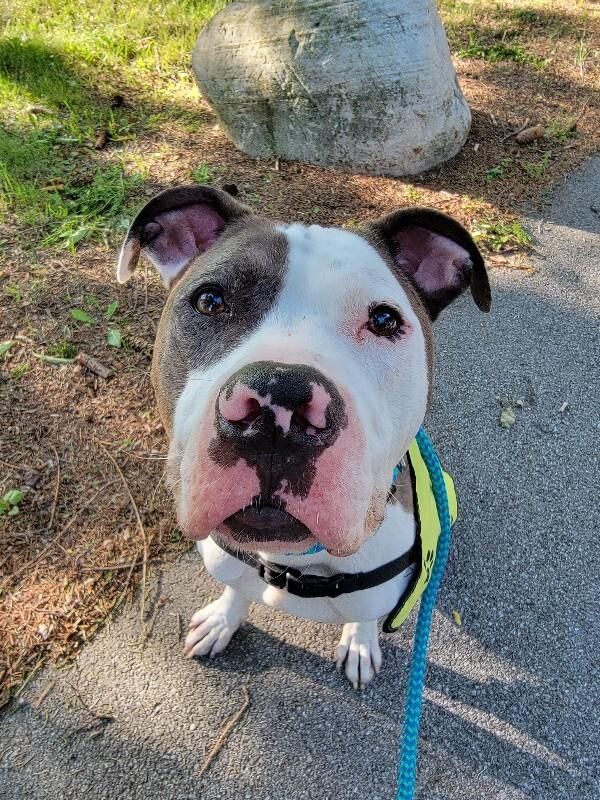 Enlarge Bruno, a Adoptable Mixed Breed in Rochester, NY image 6/6