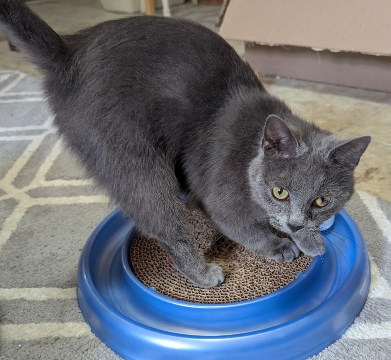 Russian Blues for Adoption in Olive Hill, Kentucky | Petfinder