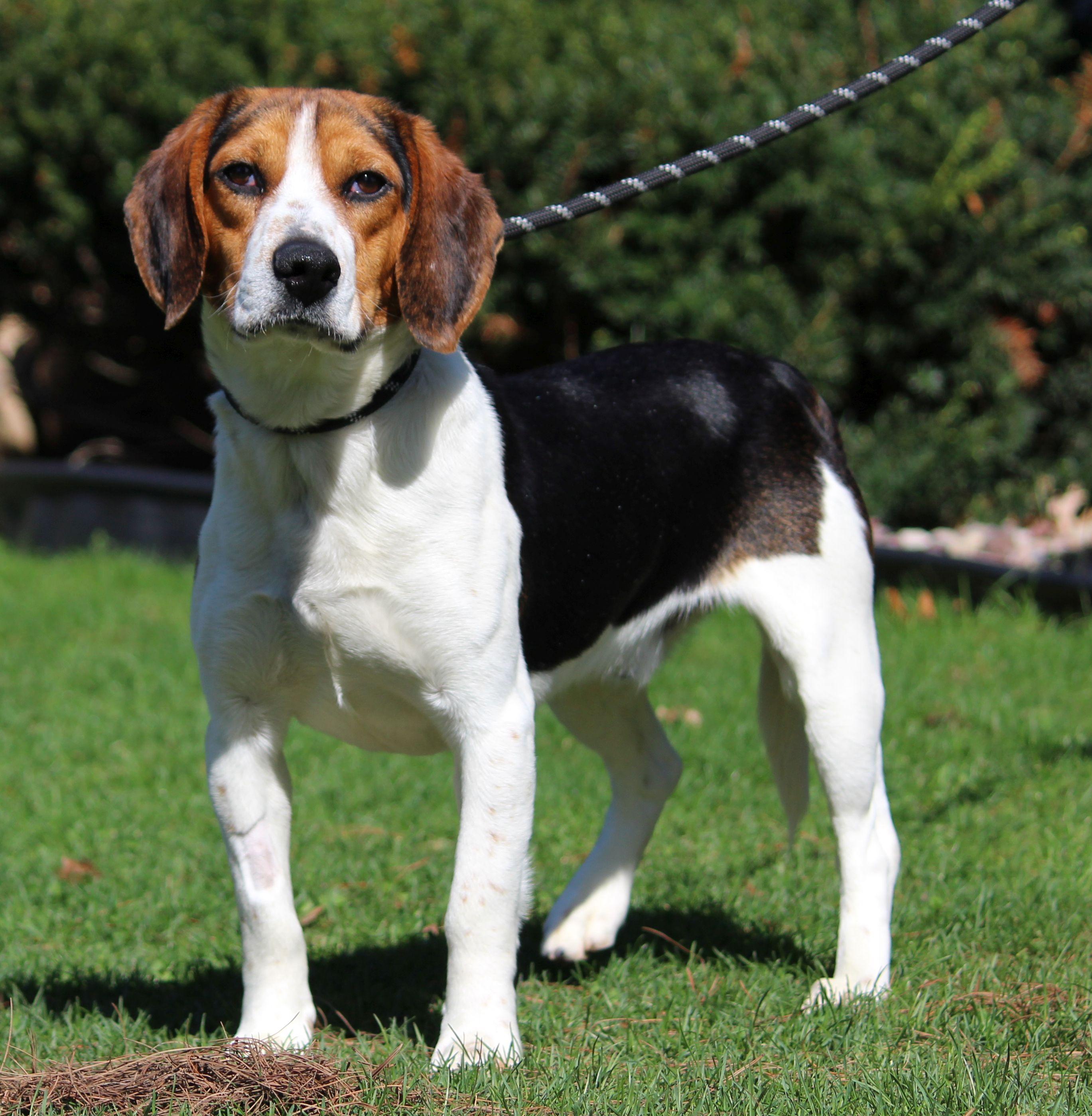Jerry, ADOPTABLE, Adult Male Beagle.