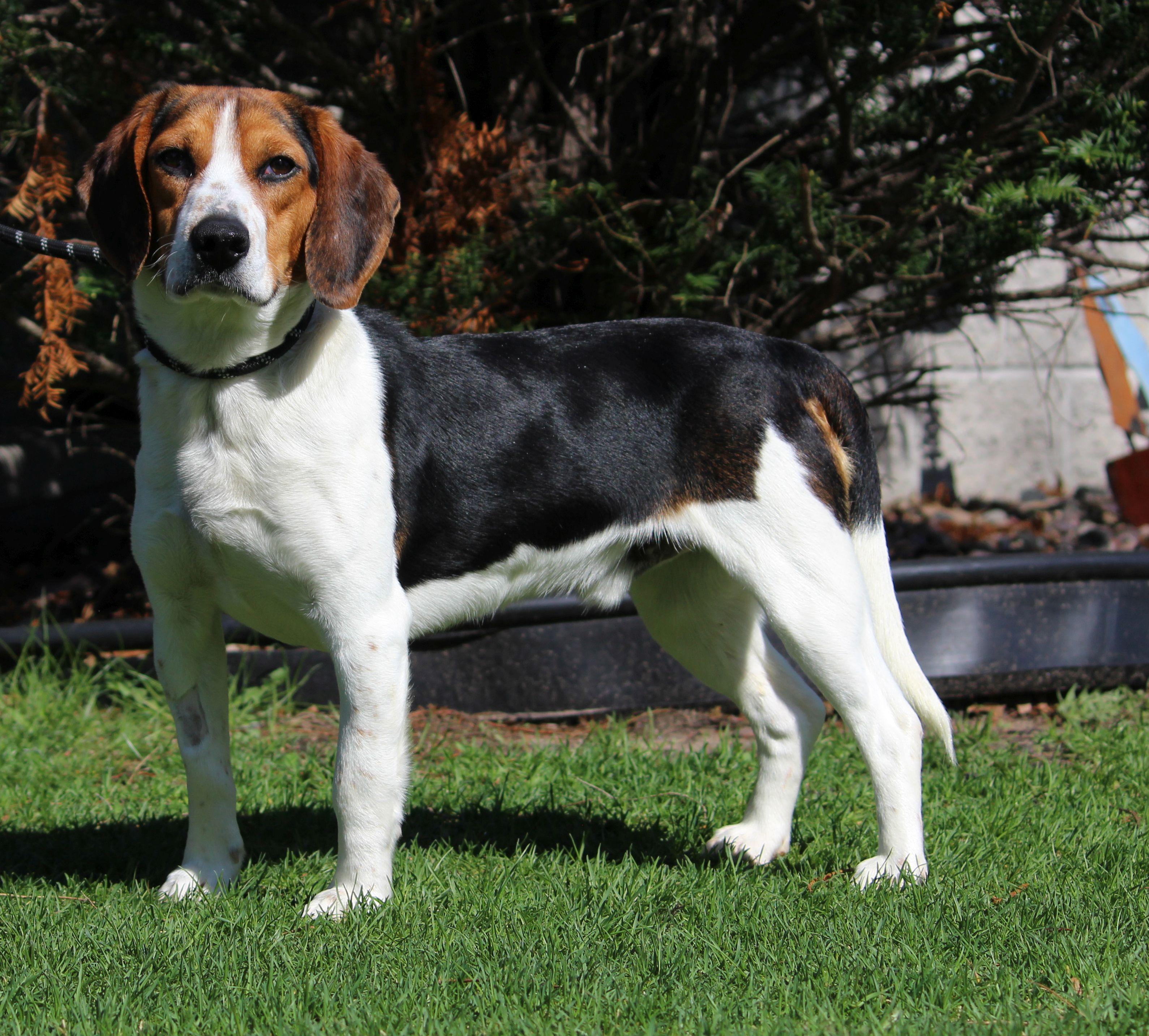 Enlarge Jerry, a ADOPTABLE Beagle in Portage, WI image 4/4