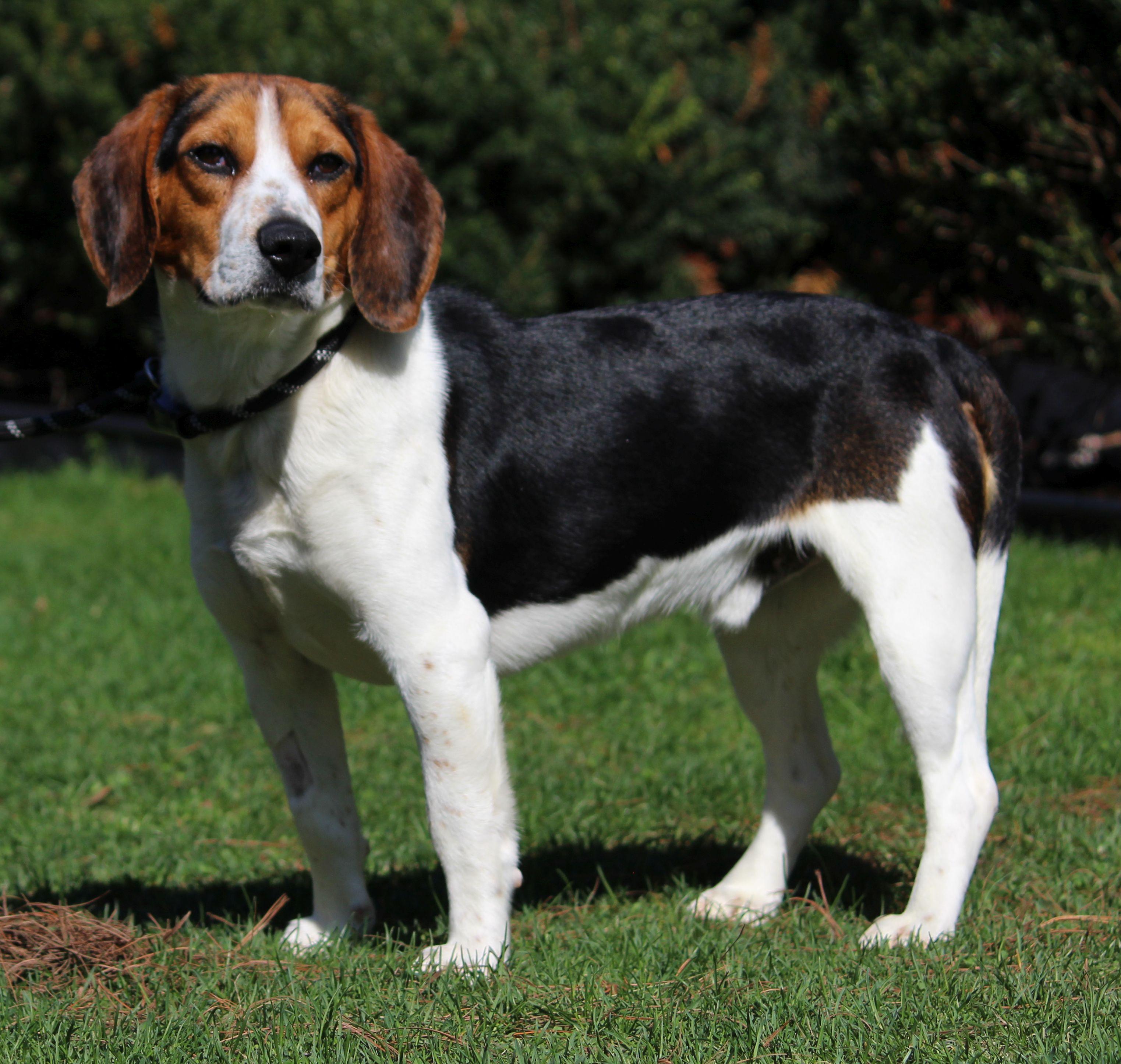 Enlarge Jerry, a ADOPTABLE Beagle in Portage, WI image 3/4