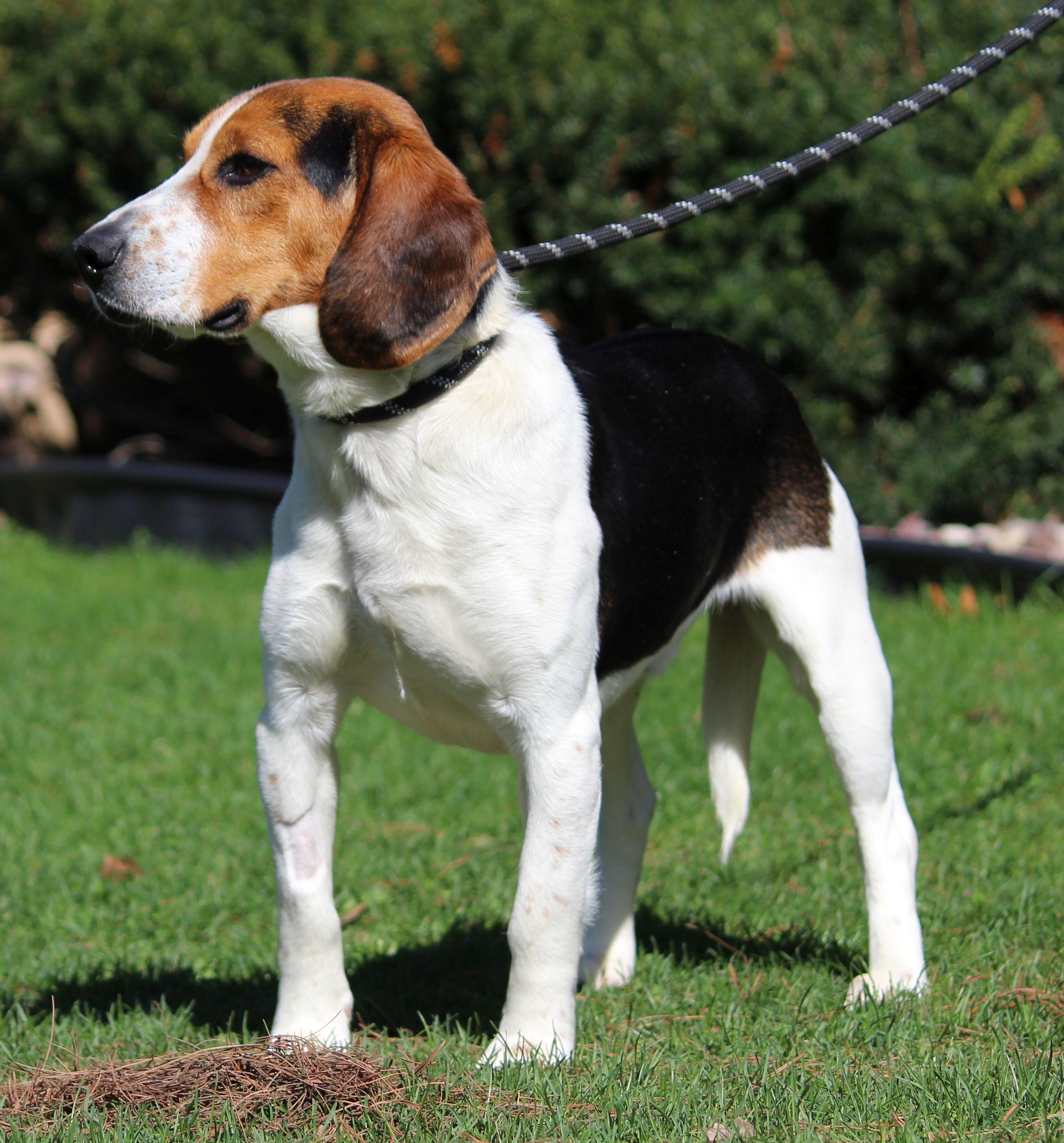 Enlarge Jerry, a ADOPTABLE Beagle in Portage, WI image 2/4