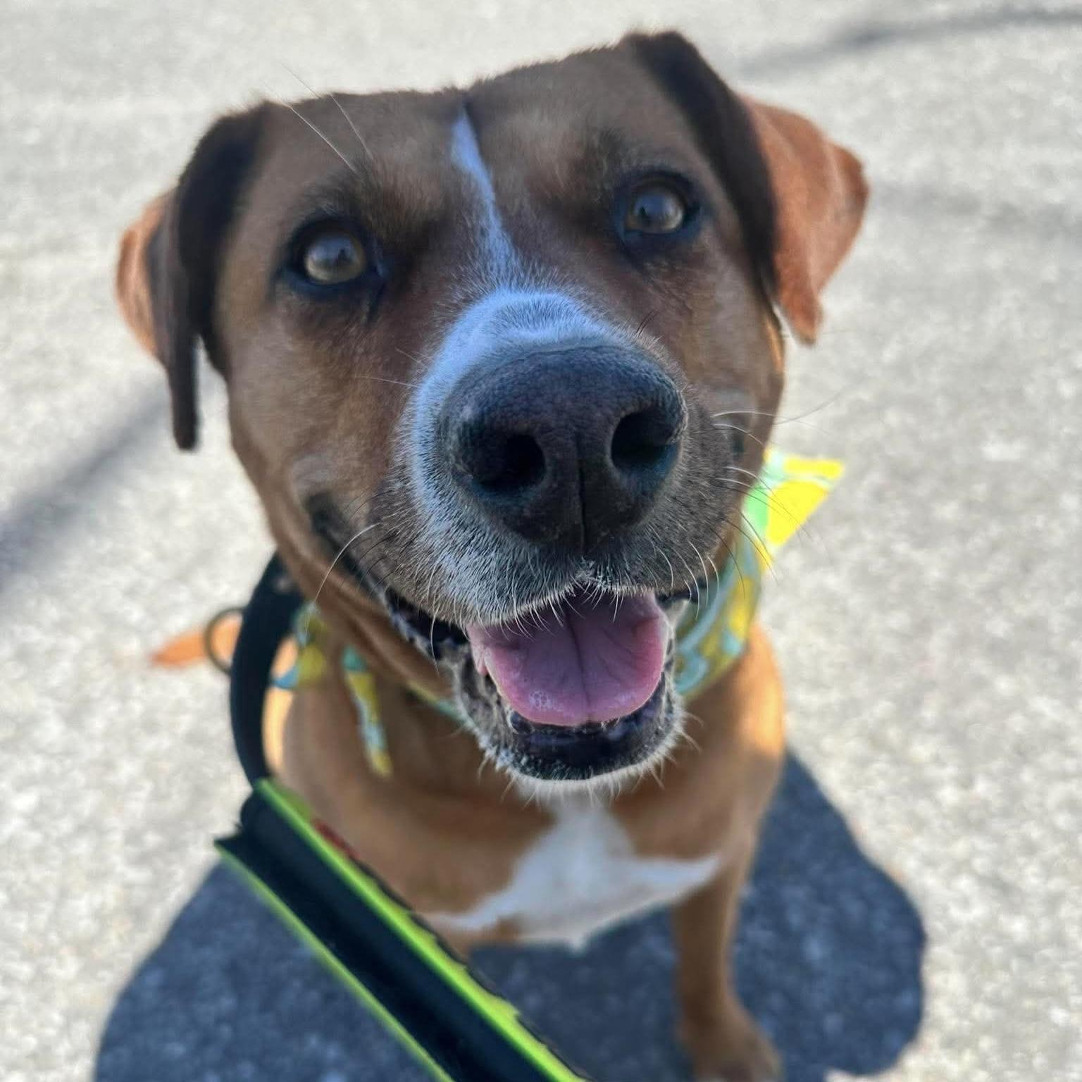 Enlarge Felice, a Adoptable mixed breed in London, ON image 1/6