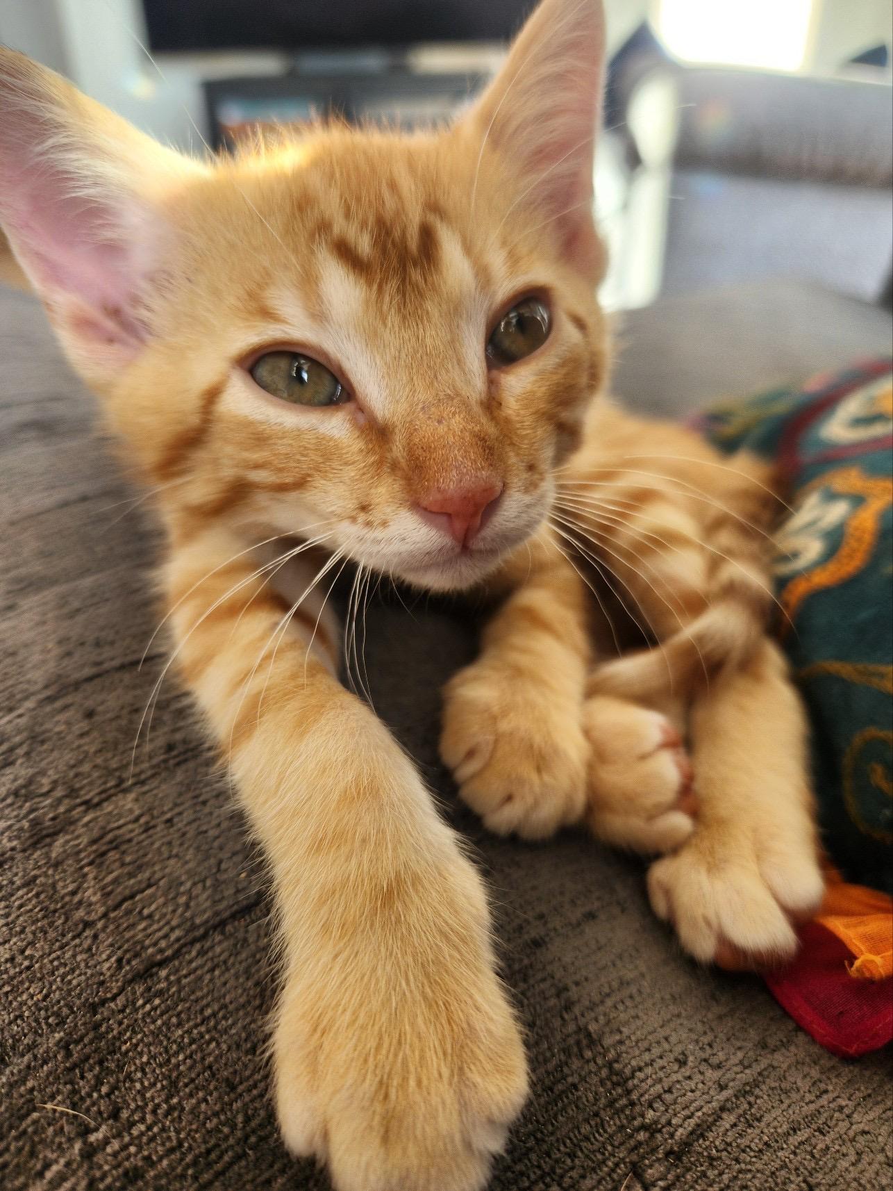 Enlarge Conrad, a Adoptable Domestic Short Hair in Missoula, MT image 1/2