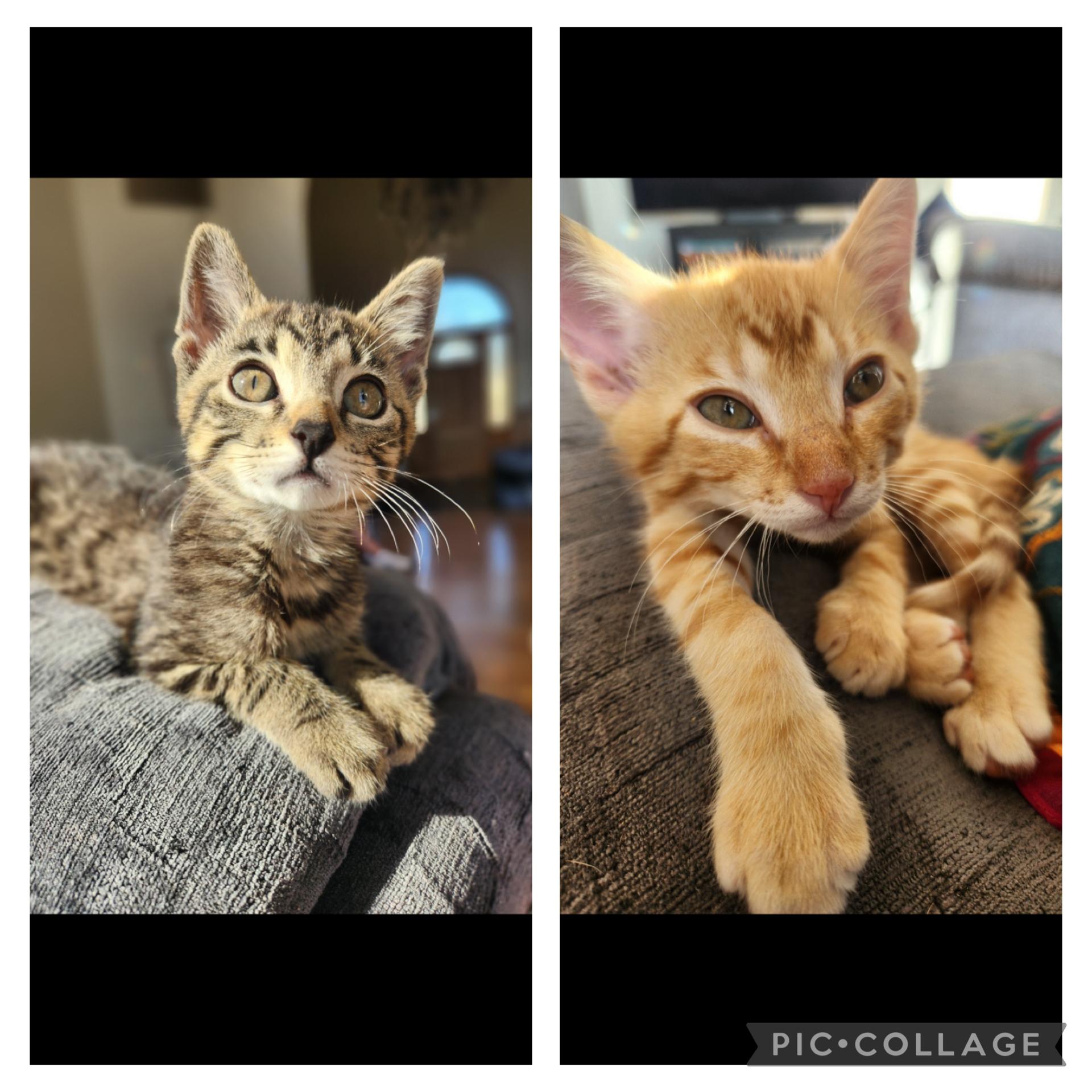 Enlarge Conrad, a Adoptable Domestic Short Hair in Missoula, MT image 2/2