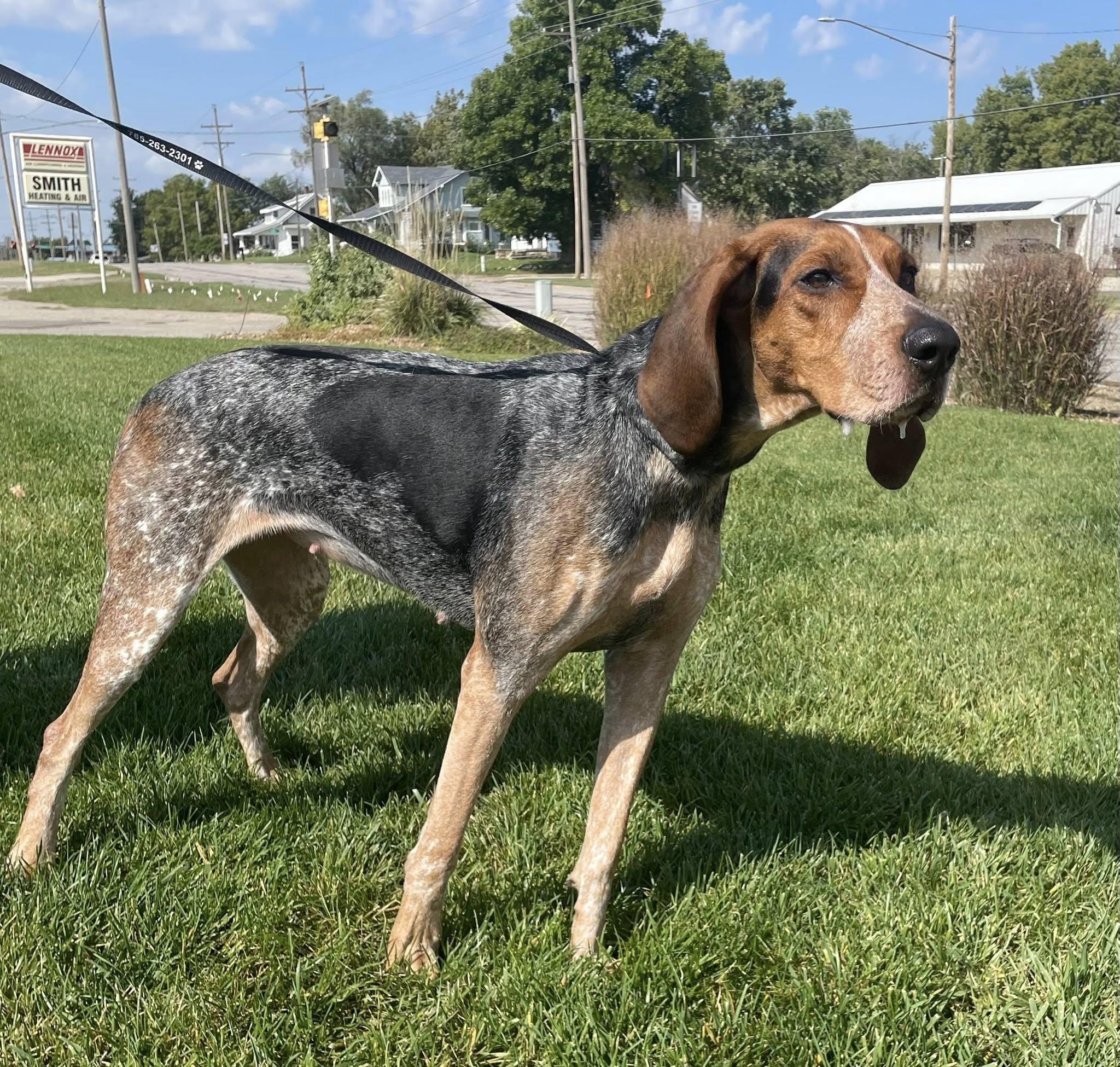 Patsy, Adopted, Young Female Bluetick Coonhound.