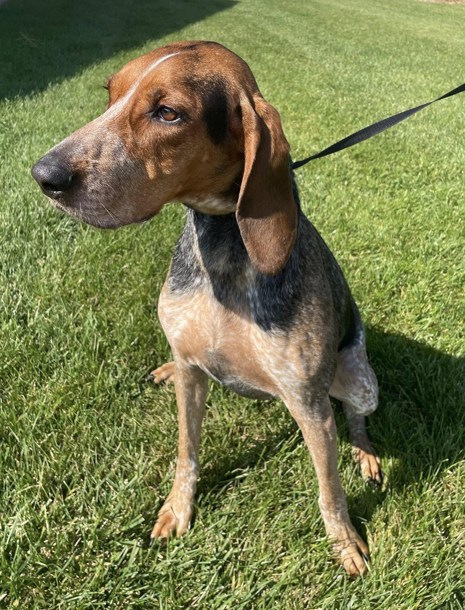 Patsy, a Adopted Bluetick Coonhound in Abilene, KS image 2/5